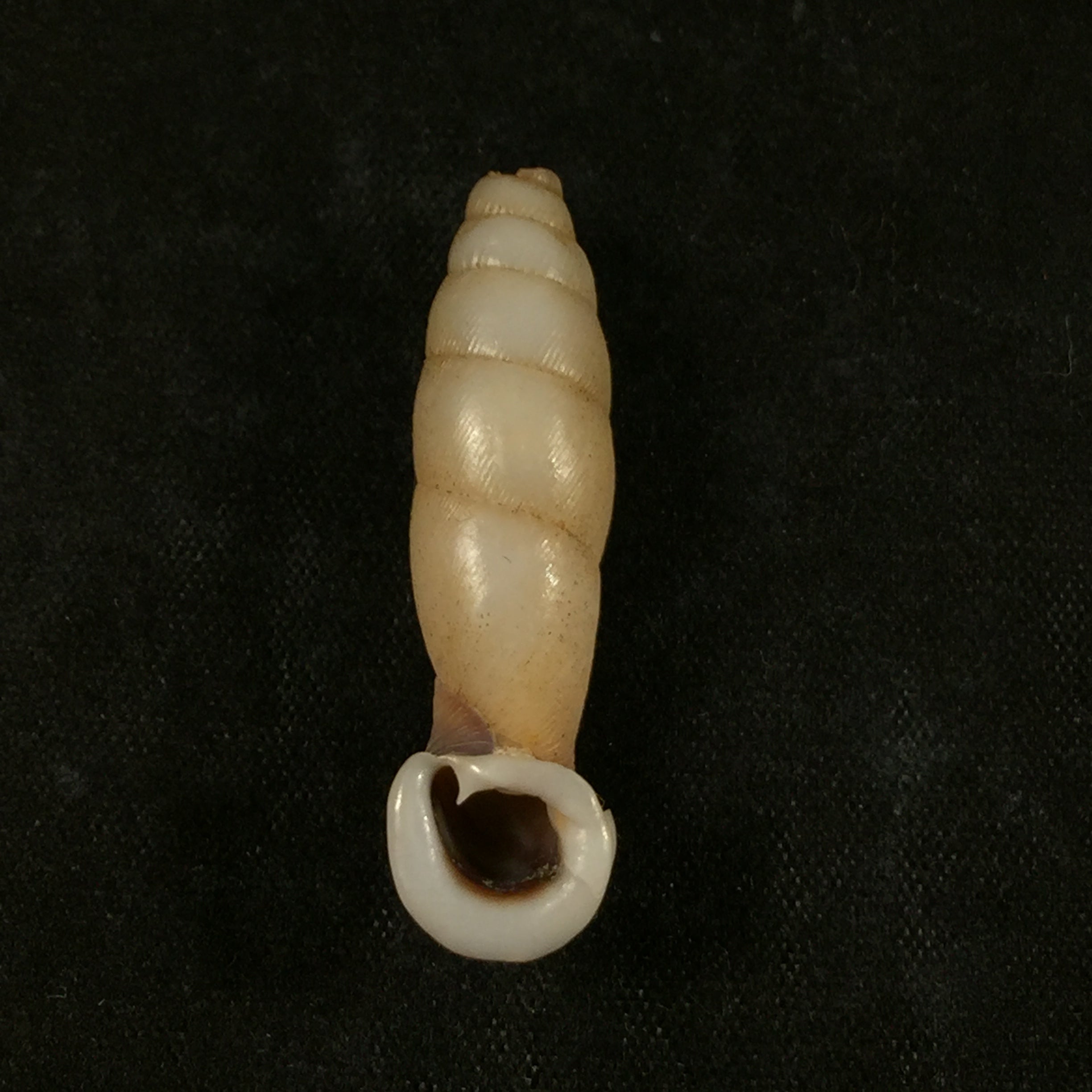 Grandinenia ardouiniana (Heude, 1882) - 34mm