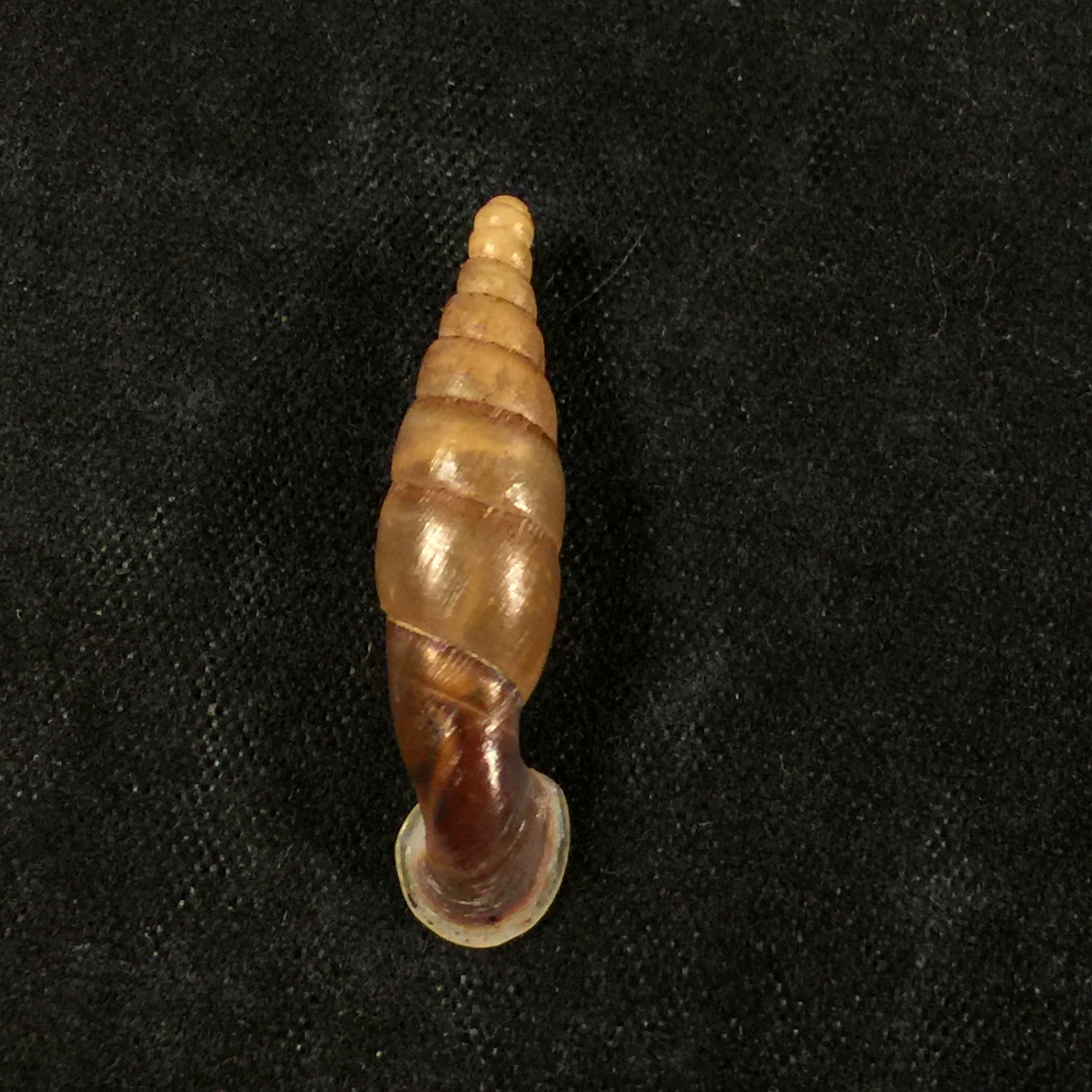 Tropidauchenia dorri (Bavay & Dautzenberg, 1899) - 27,6毫米
