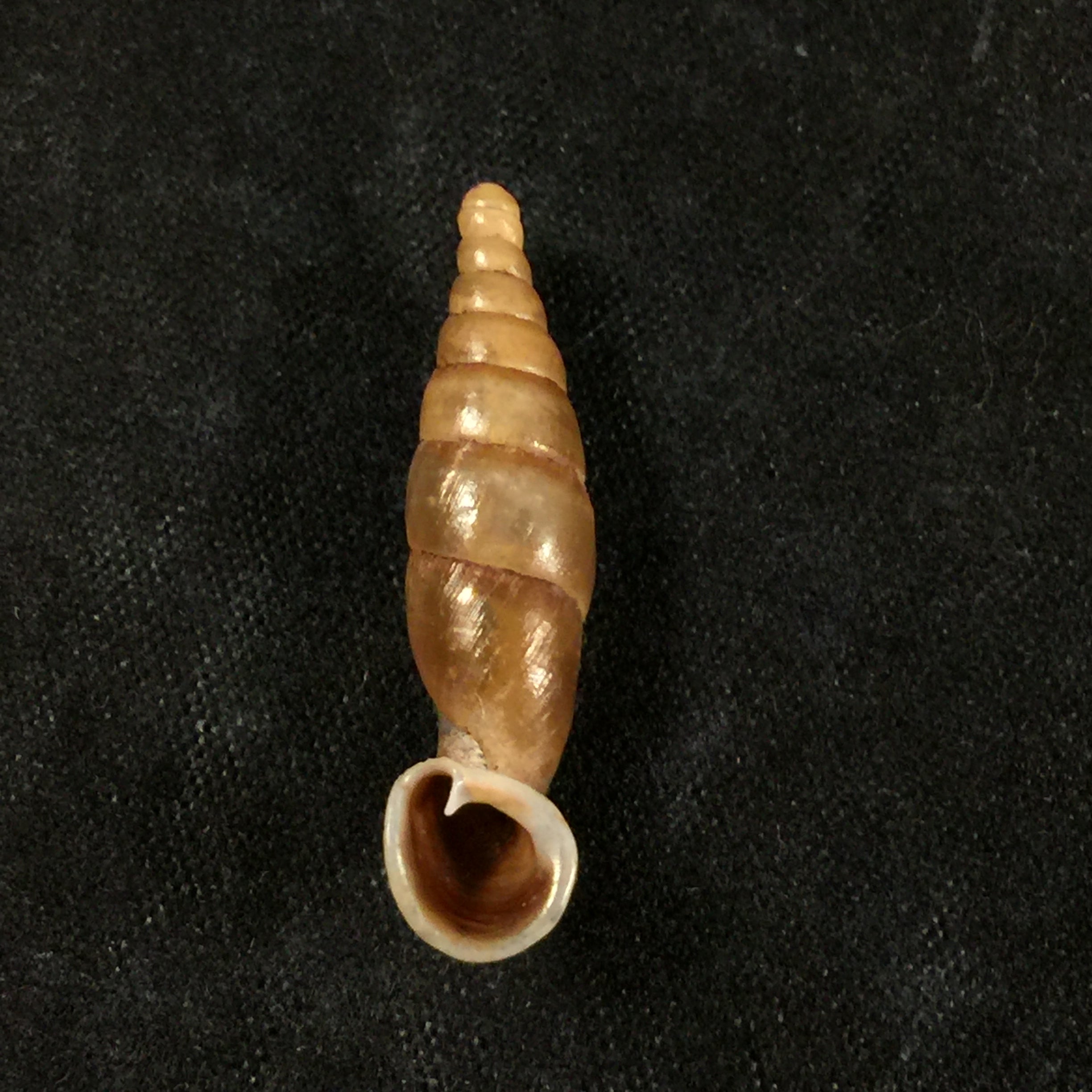 Tropidauchenia dorri (Bavay & Dautzenberg, 1899) - 27,6毫米