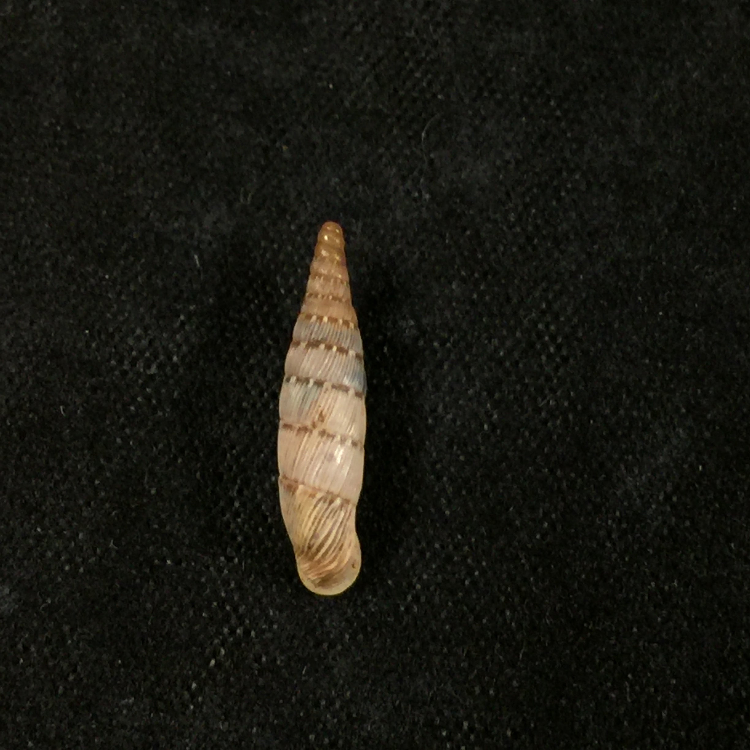 Papillifera bidens affinis (Philippi, 1836) - 15,3mm