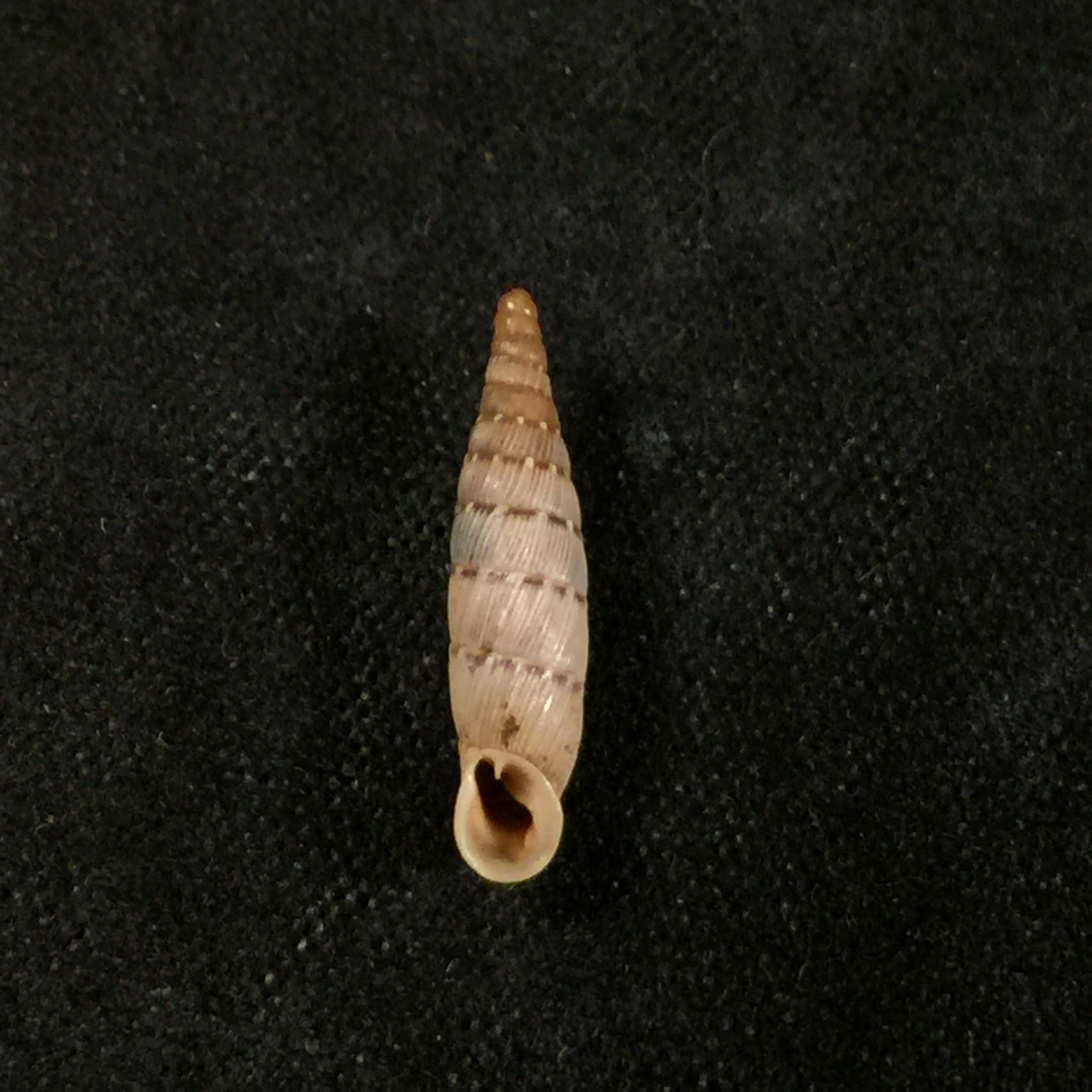 Papillifera bidens affinis (Philippi, 1836) - 15,3mm