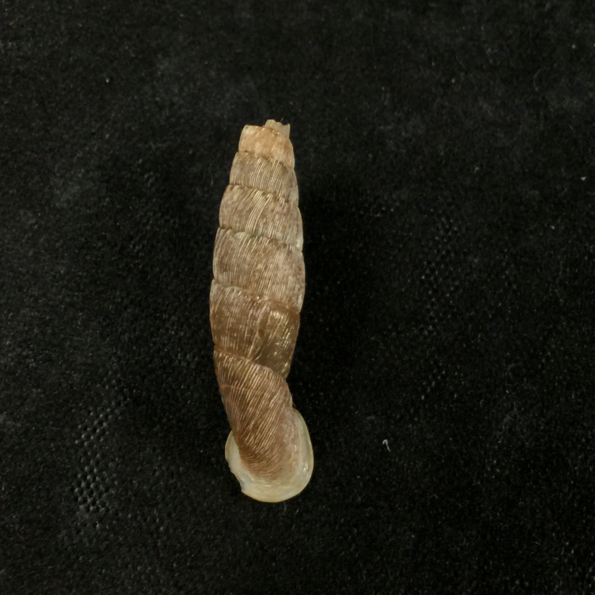 Cylindronenia canescens (Polinski, 1921) - 23,1毫米