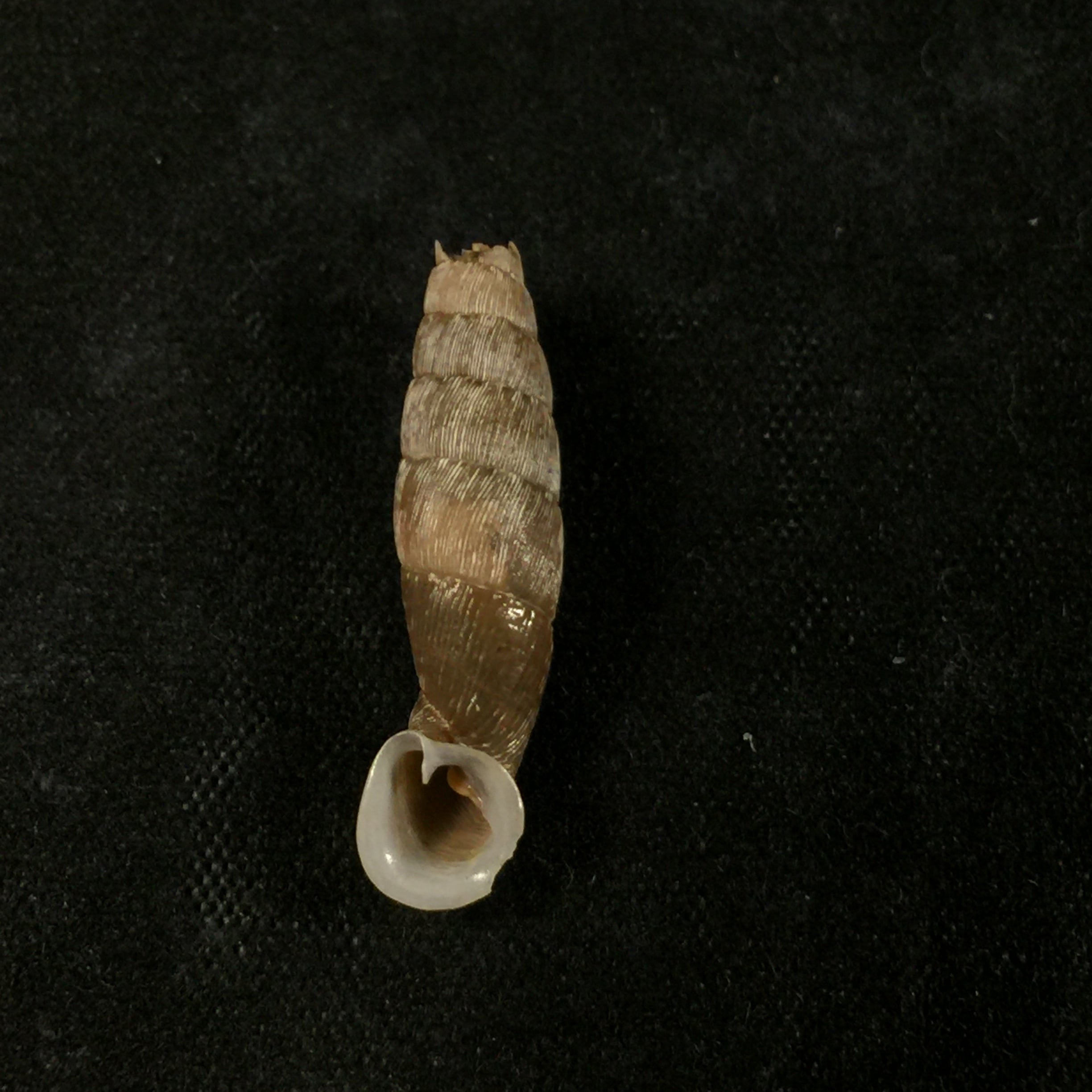Cylindronenia canescens (Polinski, 1921) - 23,1毫米