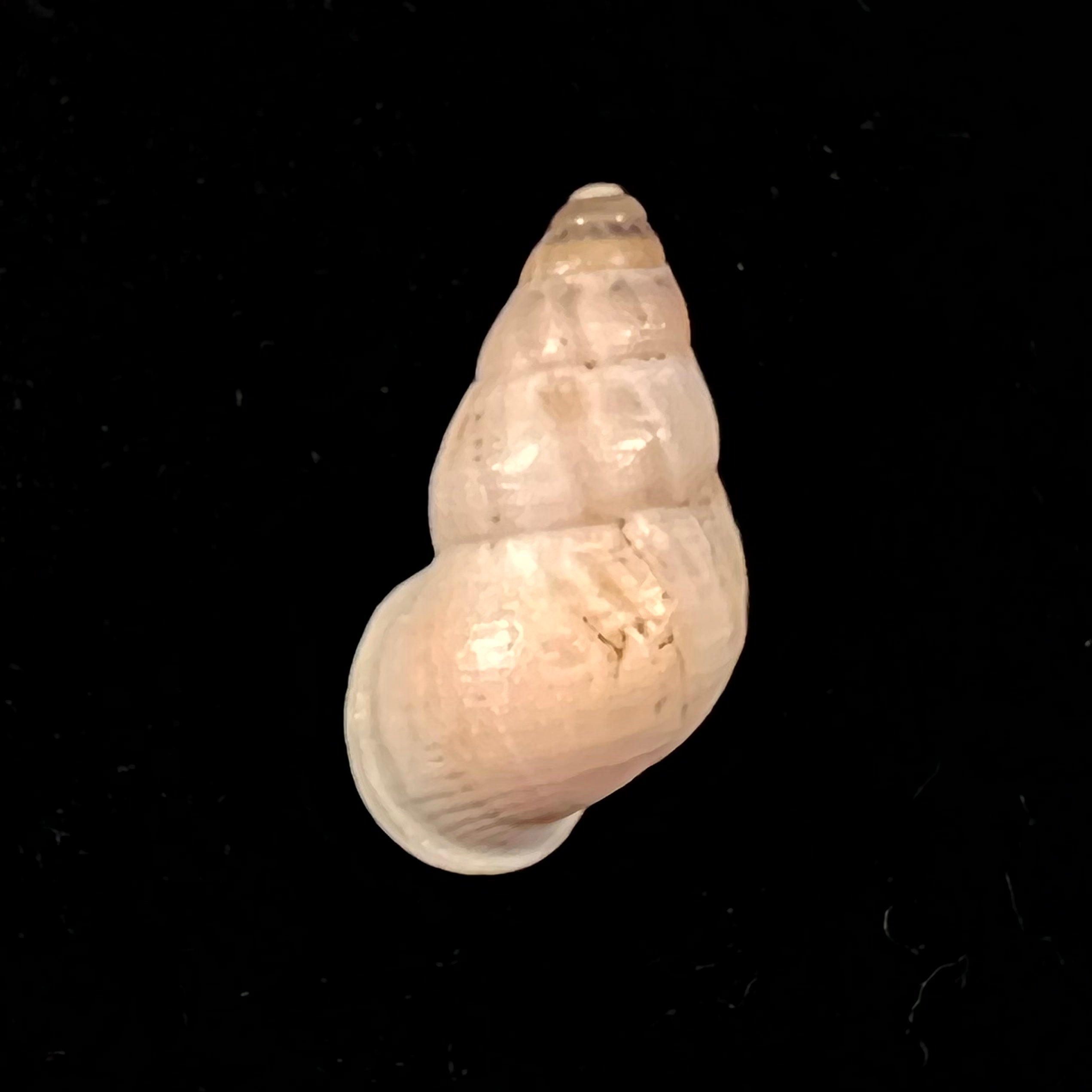 Leonia jolyi var. boiteli Pallary, 1928) - 26,2mm