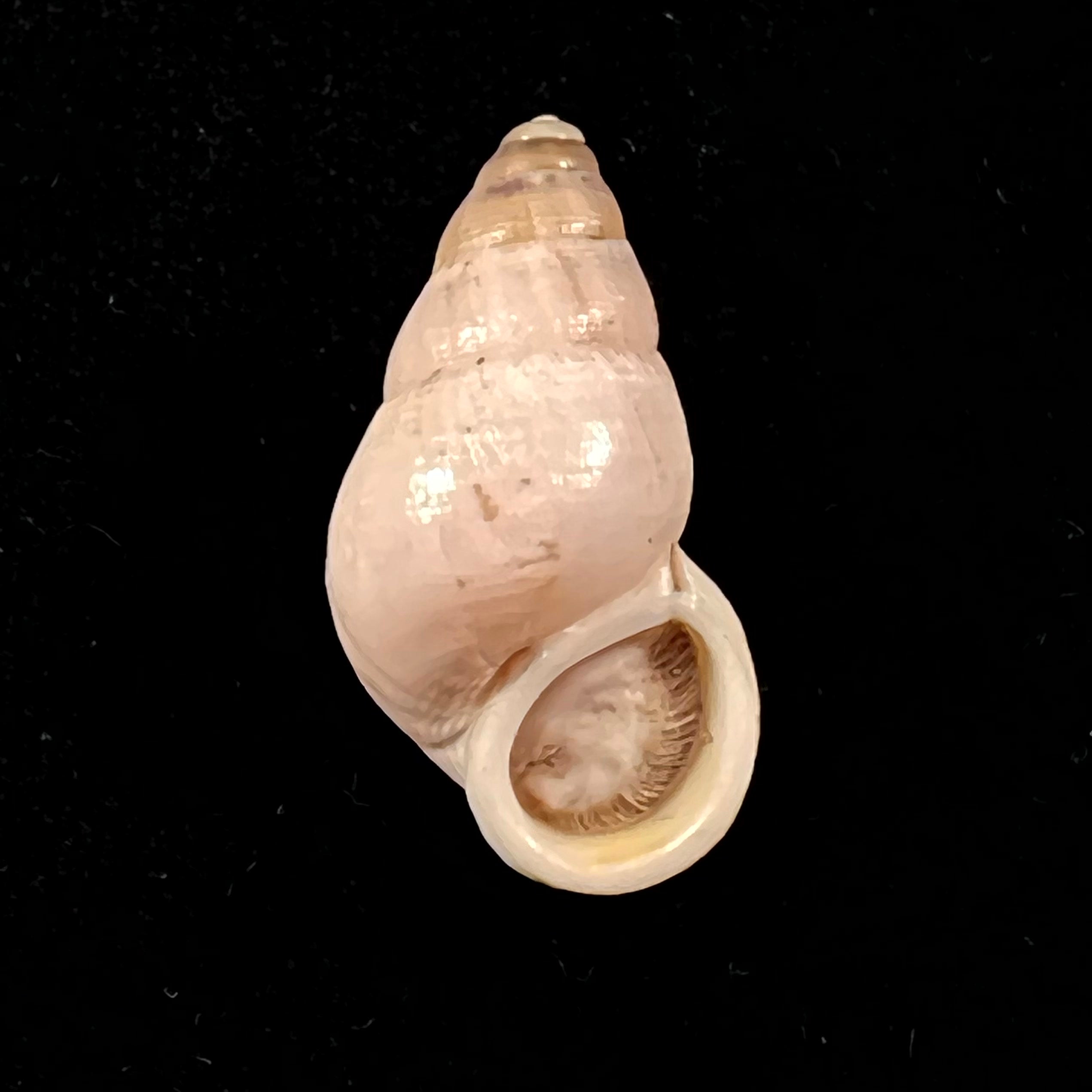 Leonia jolyi var. boiteli Pallary, 1928) - 26,2mm