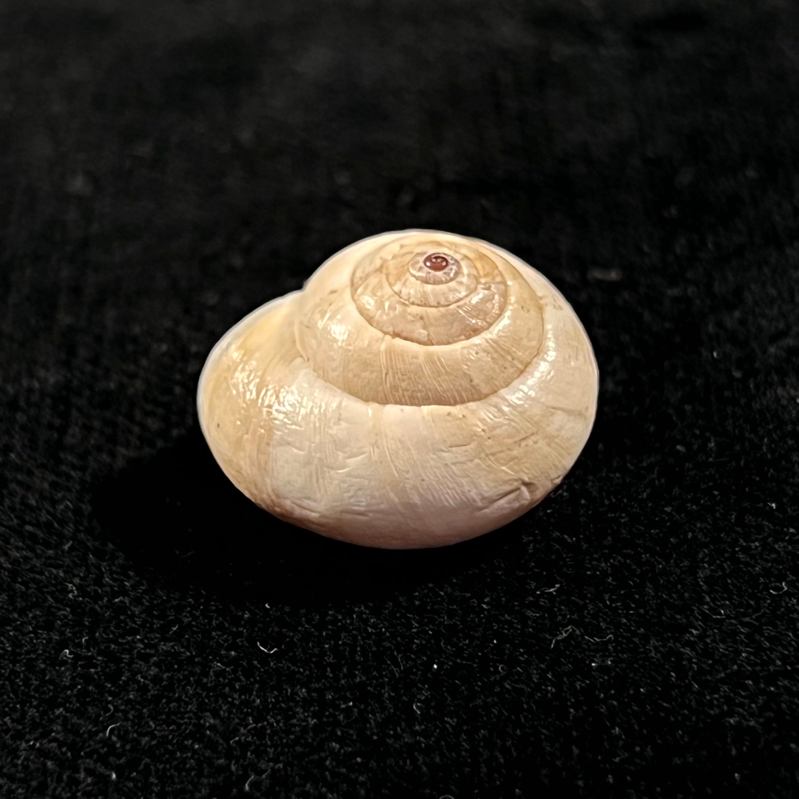 阿道氏螺旋藻 (Pfeiffer,1859) - 20,1mm