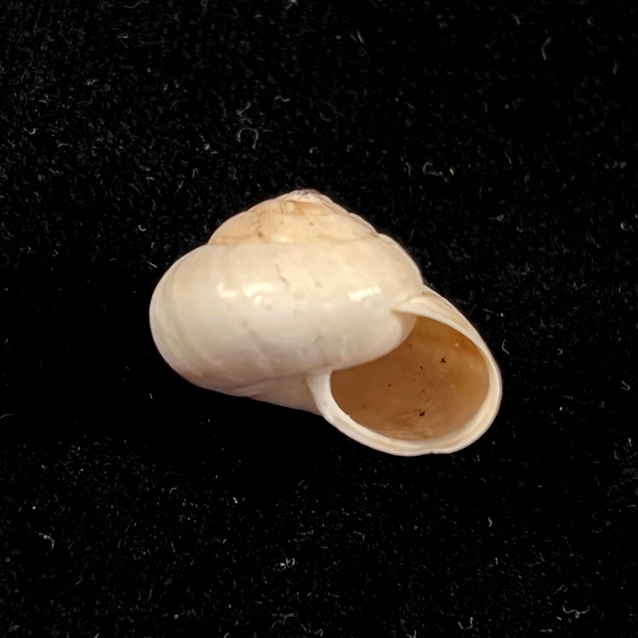 阿道氏螺旋藻 (Pfeiffer,1859) - 20,1mm