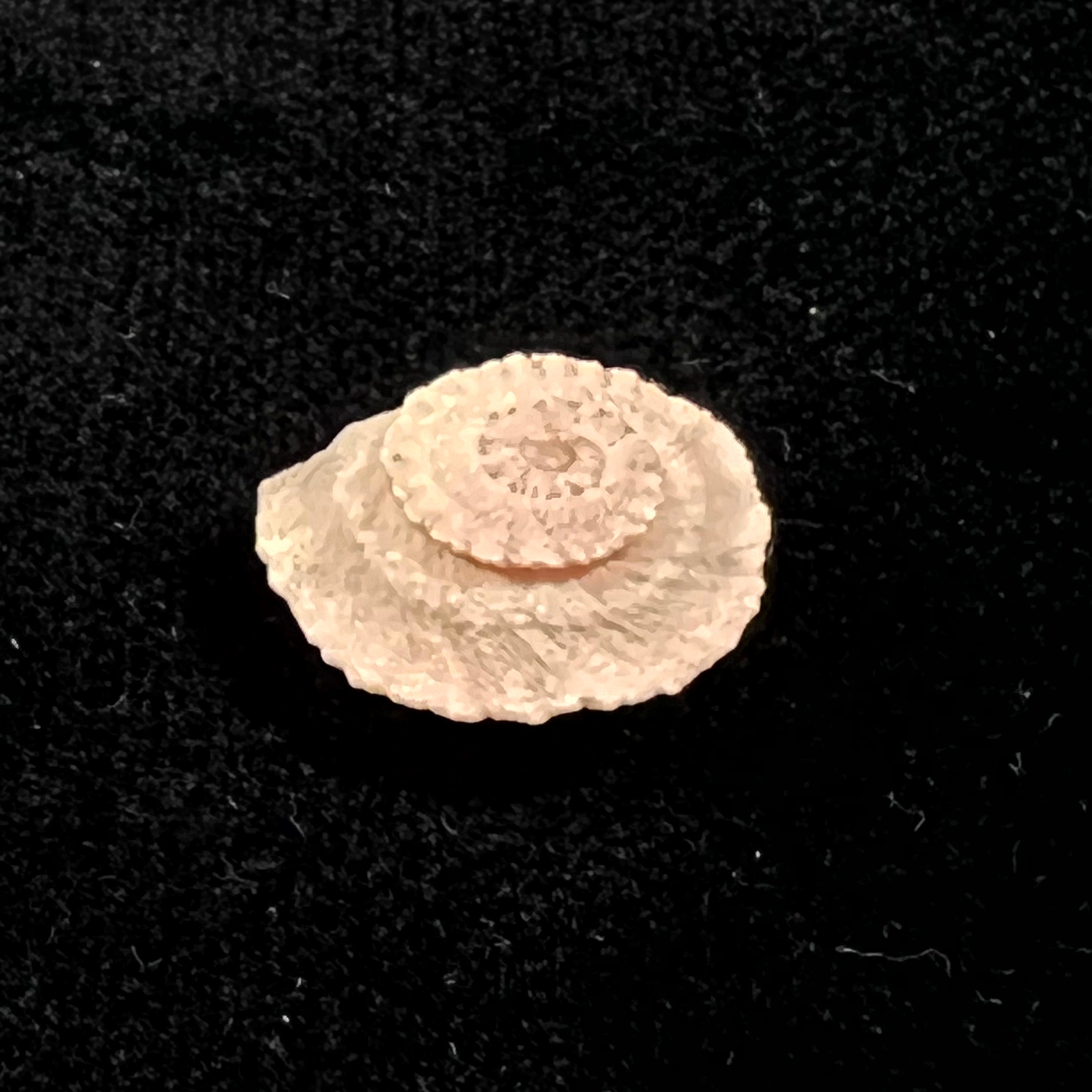 Helicopsis turcica (Holten, 1802) - 16,6mm