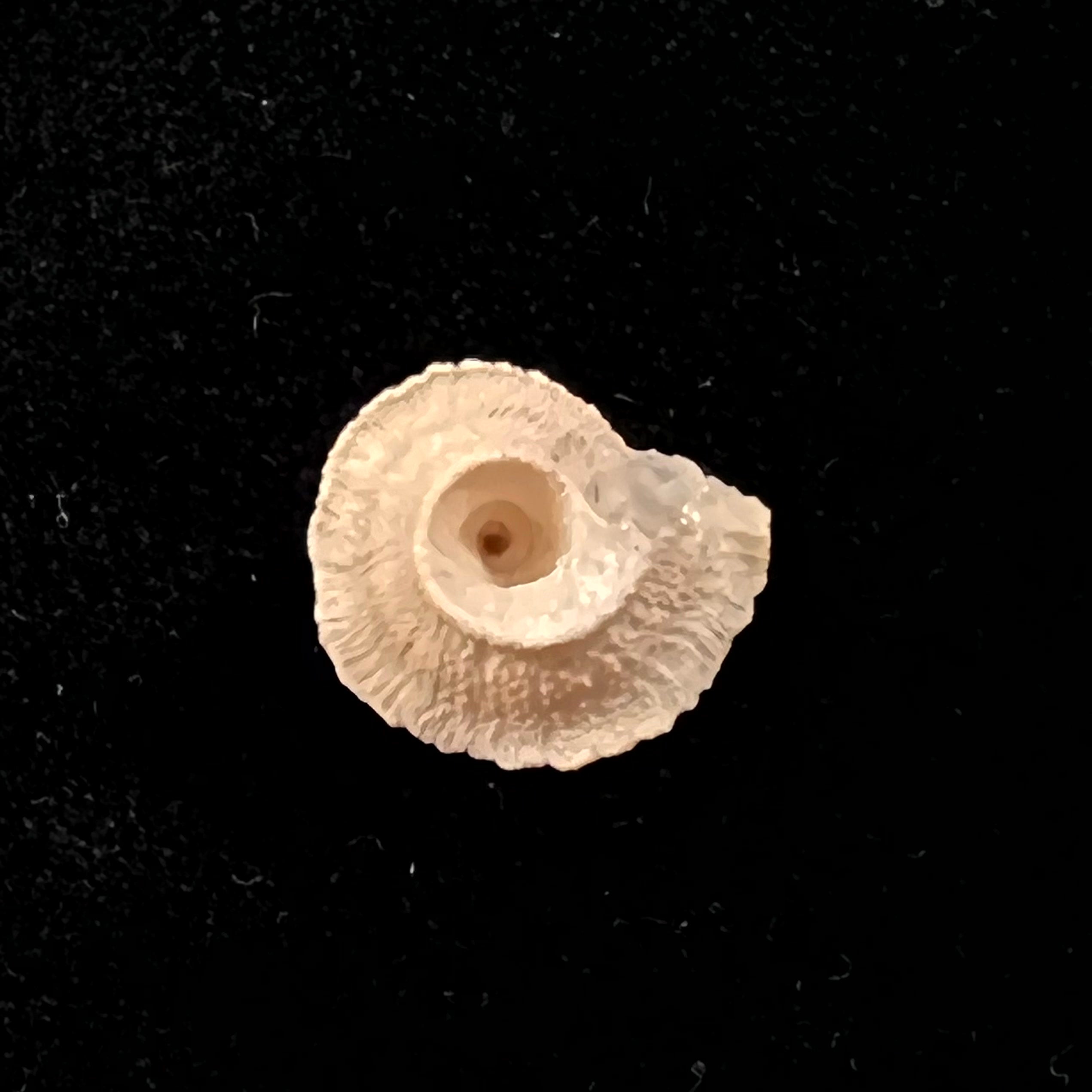 Helicopsis turcica (Holten, 1802) - 16,6mm