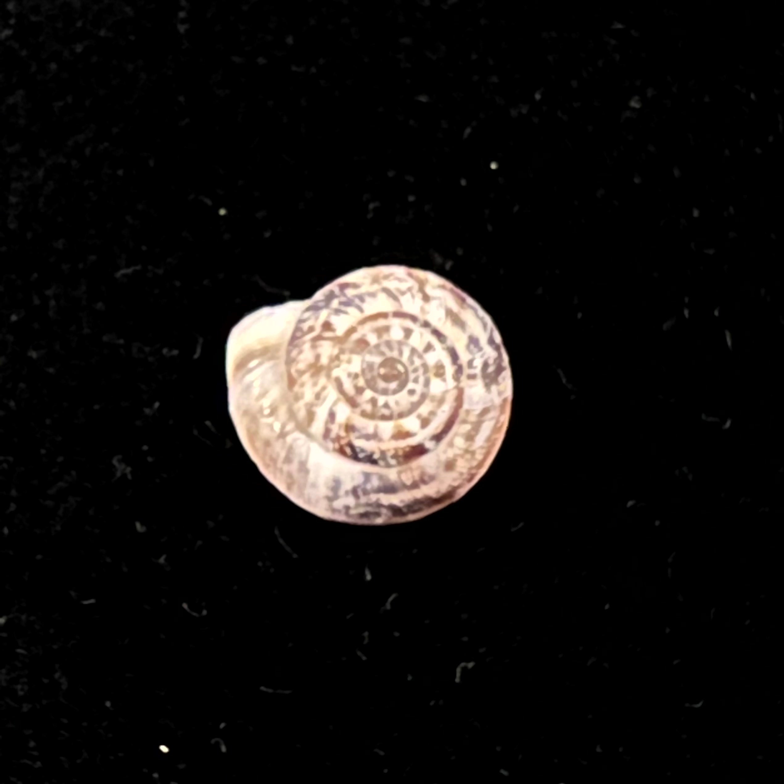Helicella emmaea (Pallary,1901) - 12,2mm