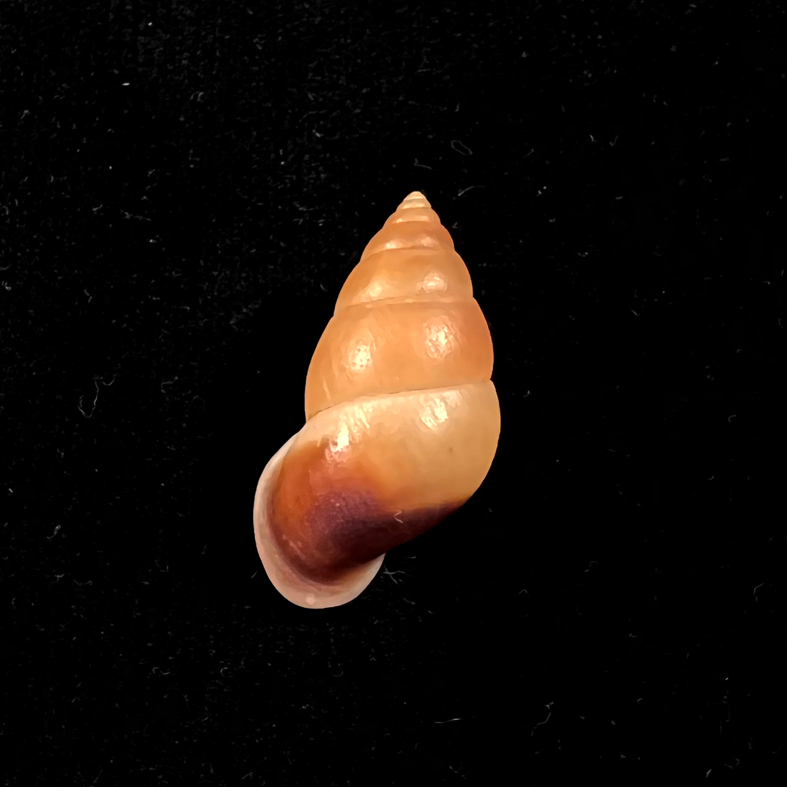 Hainesia crocea(GB Sowerby I, 1843)- 31,7毫米