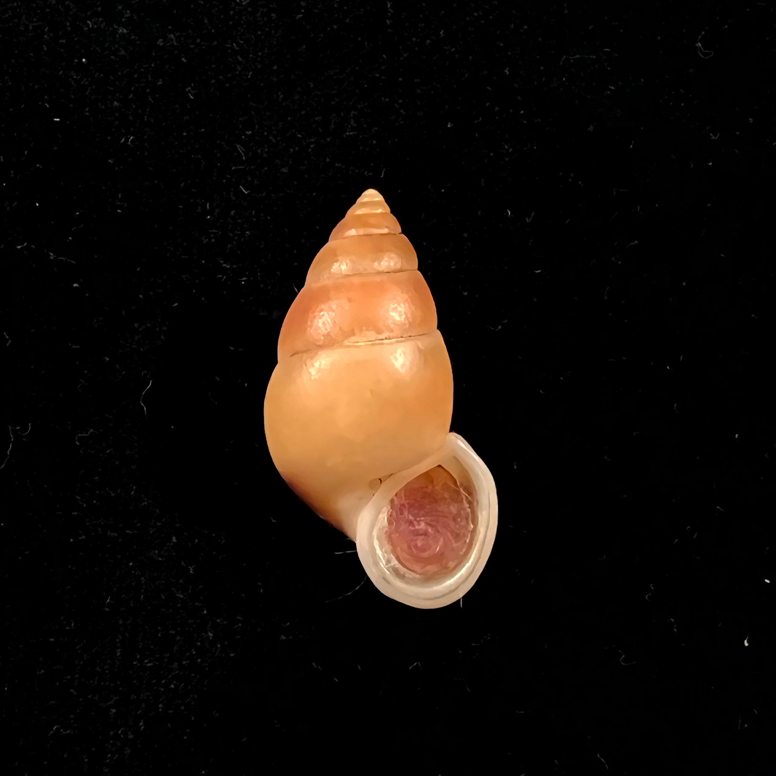 Hainesia crocea(GB Sowerby I, 1843)- 31,7毫米