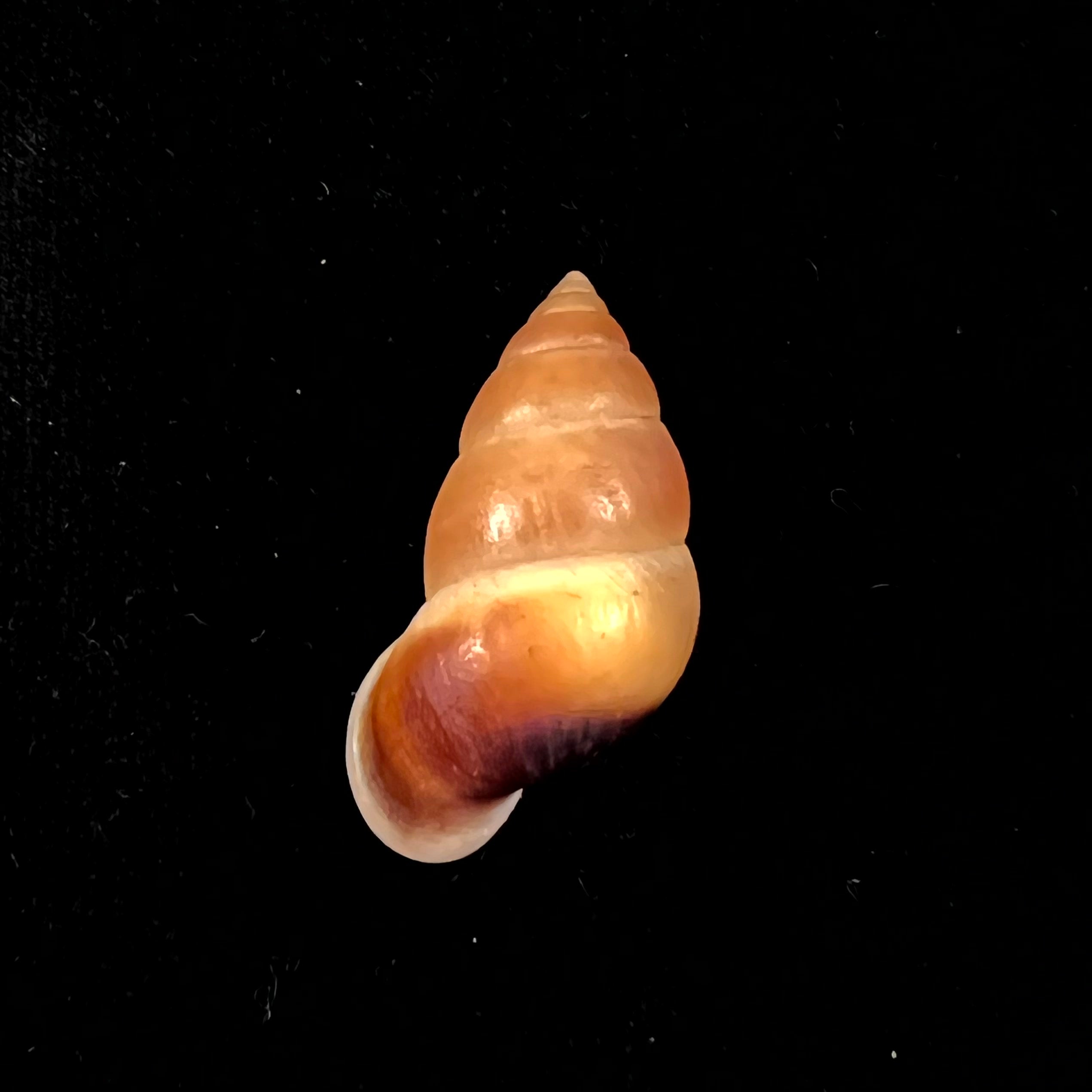 Hainesia crocea(GB Sowerby I, 1843)- 30,3毫米
