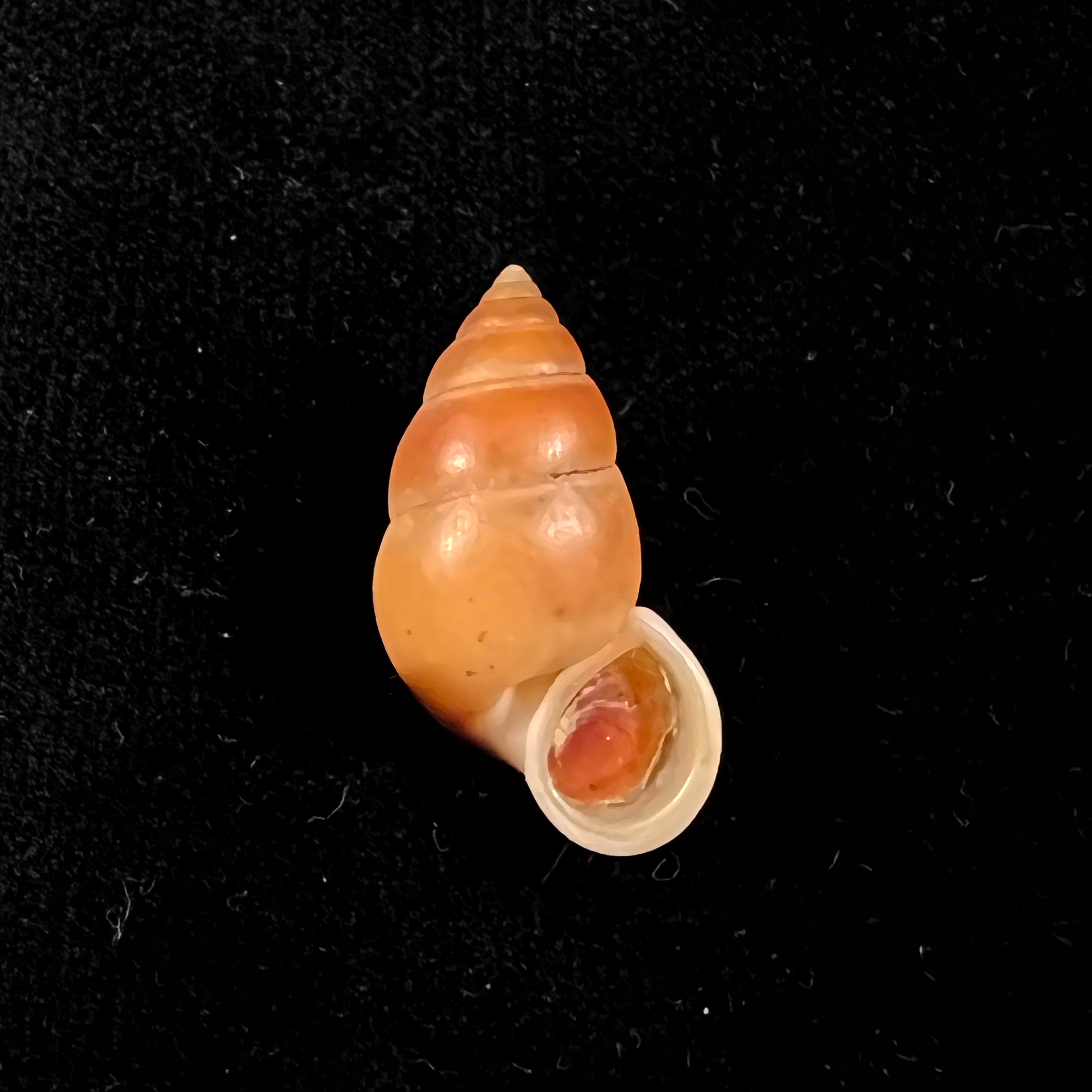 Hainesia crocea(GB Sowerby I, 1843)- 30,3毫米
