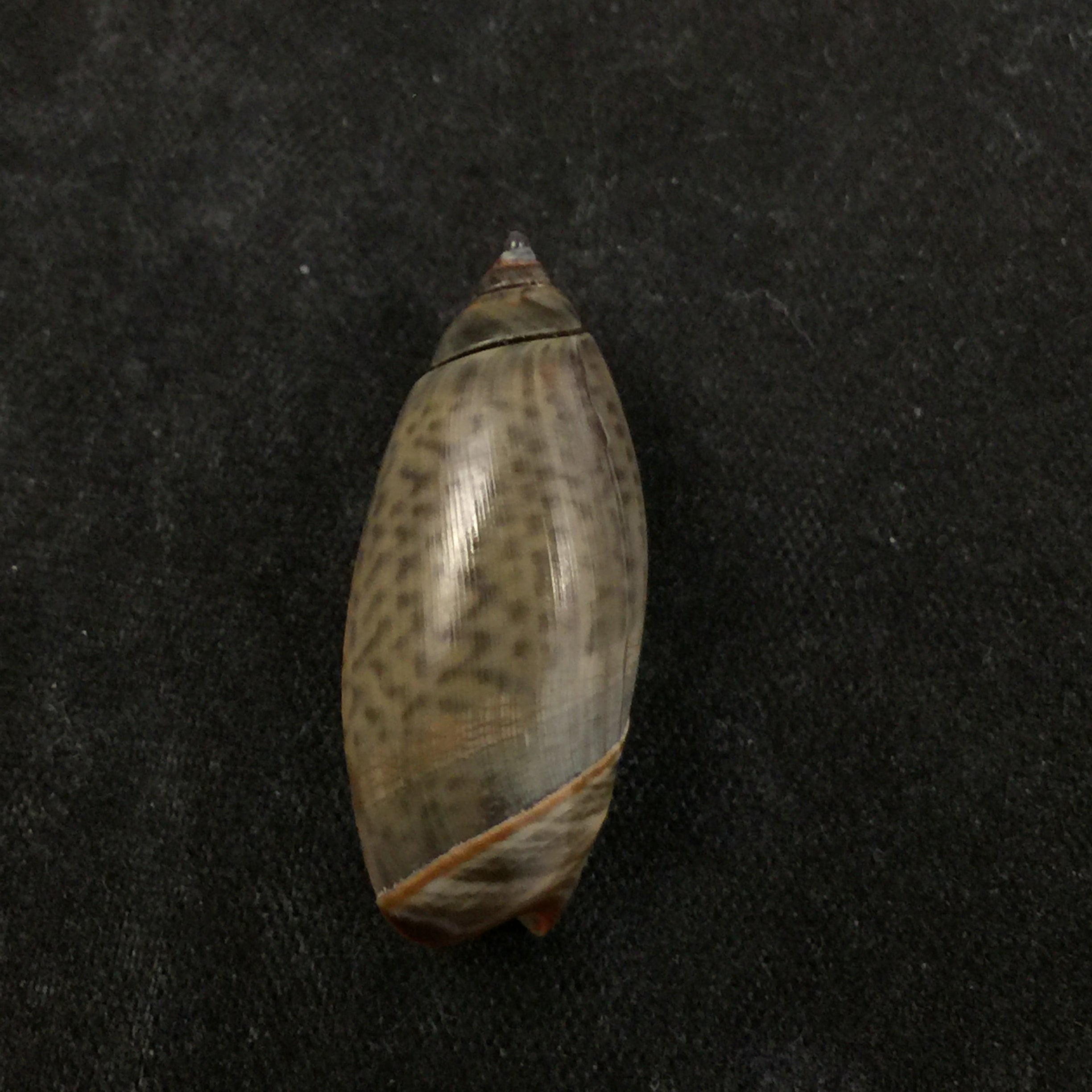 Agaronia griseoalba (Marrat, 1897) - 26,8mm