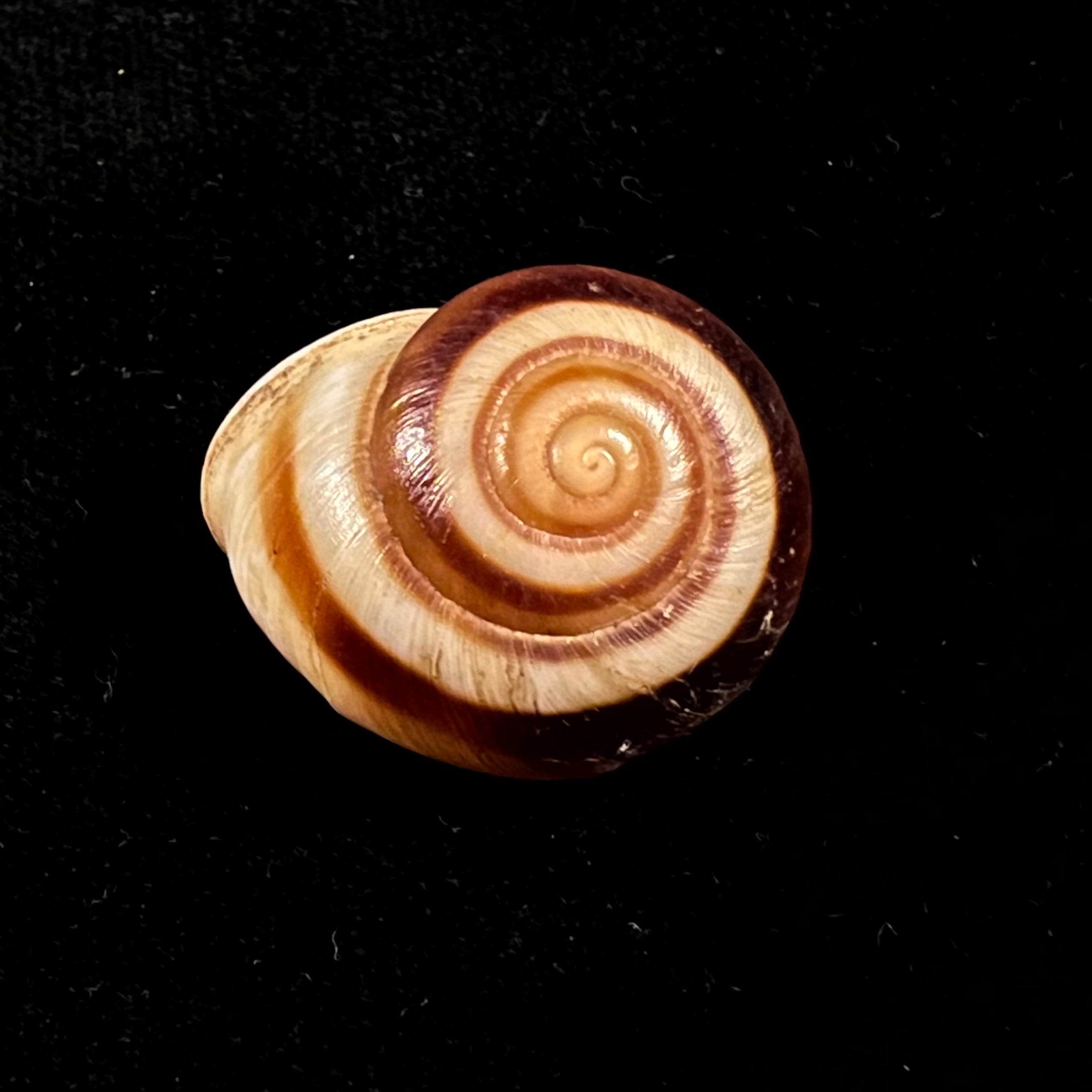 Ampelita madecassina(Férussac,1822)- 27,5毫米