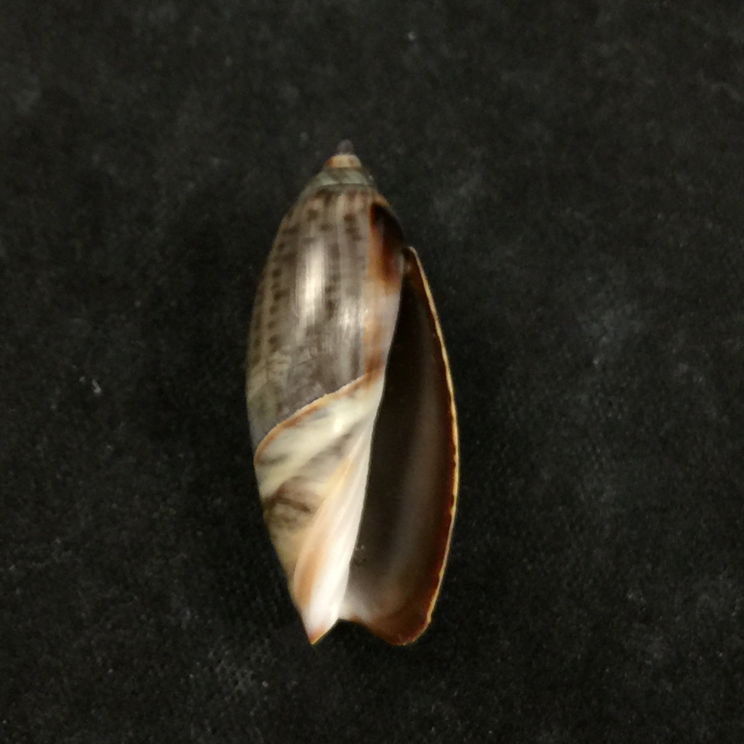 Agaronia griseoalba (Marrat, 1897) - 26,8mm