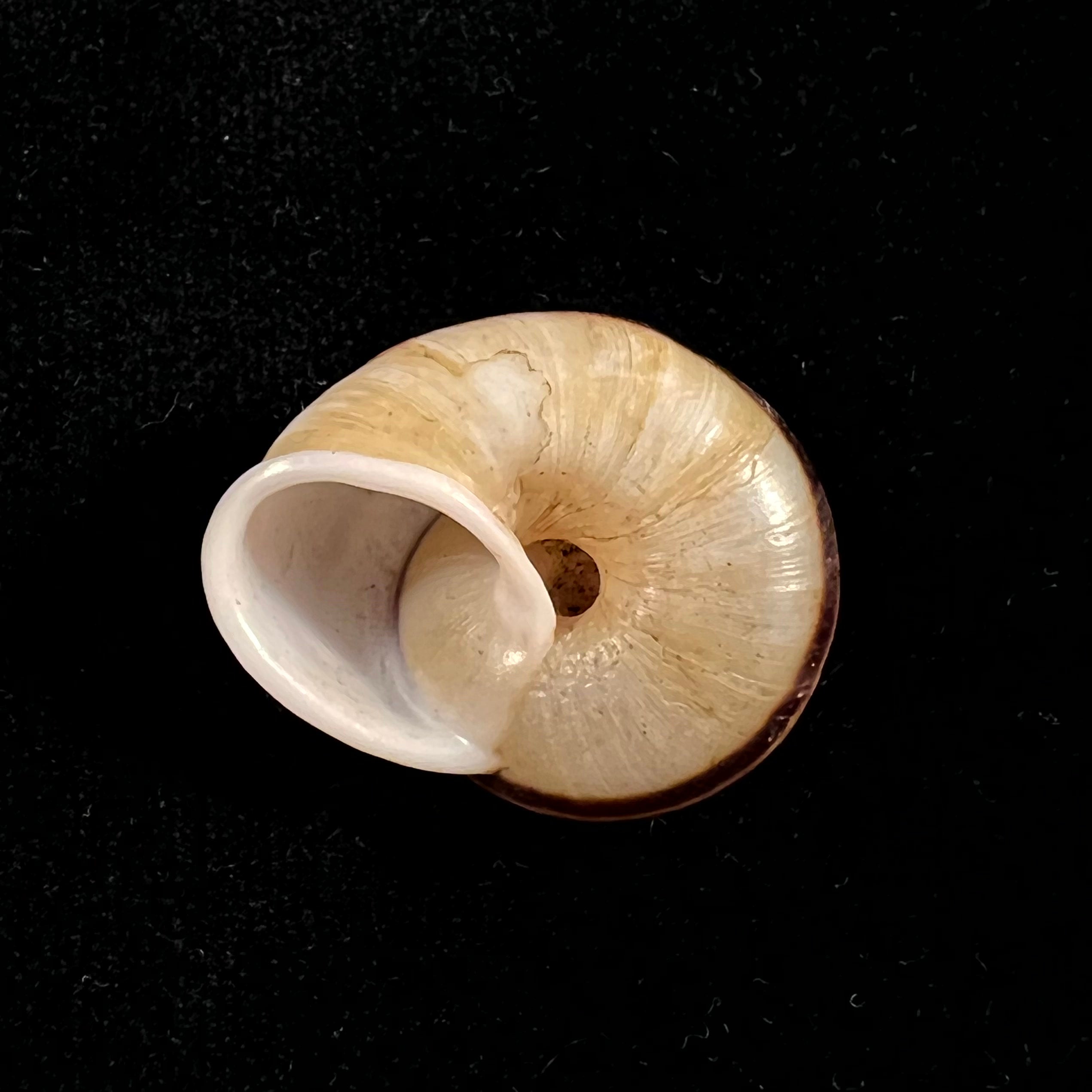 Ampelita madecassina(Férussac,1822)- 27,5毫米