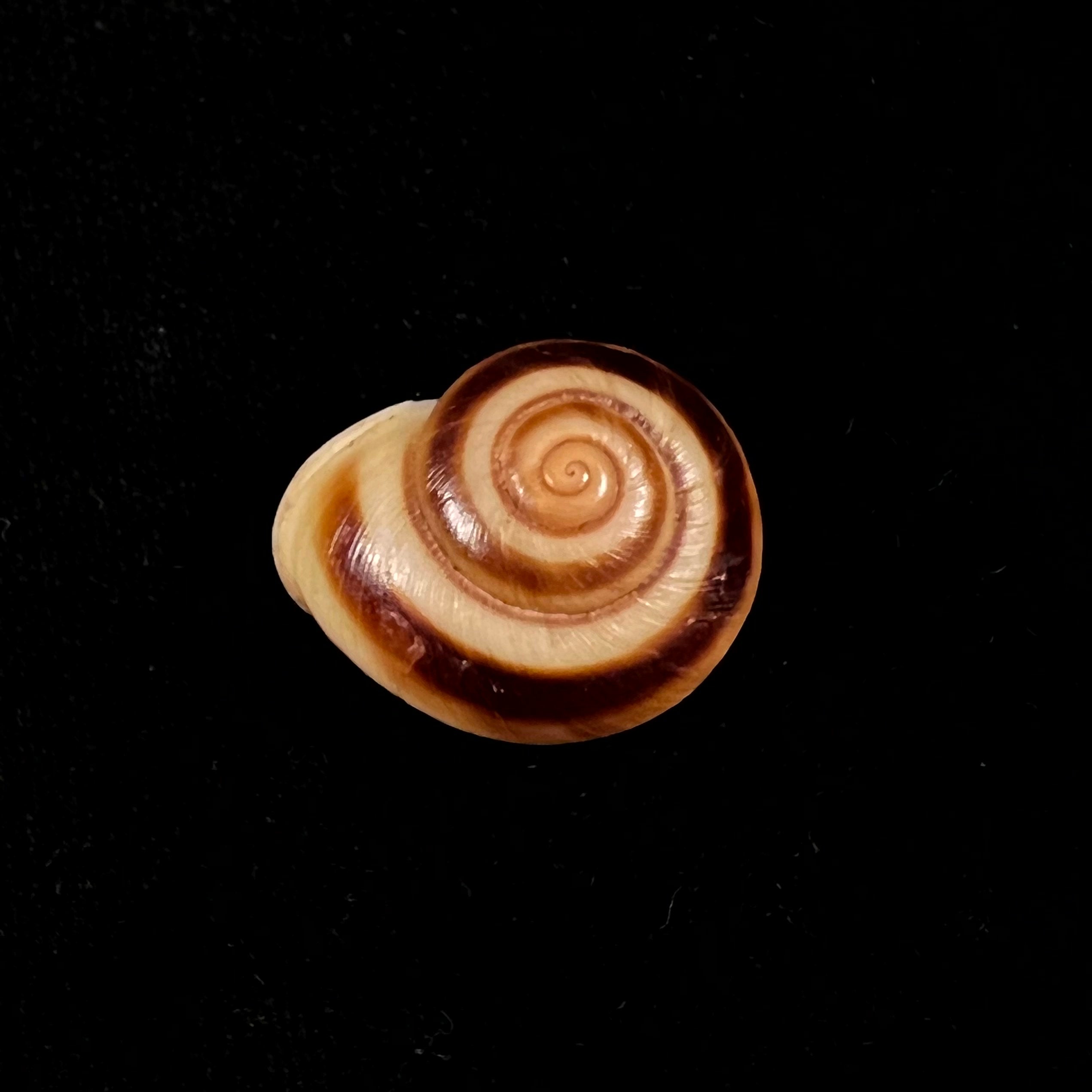 Ampelita madecassina(Férussac,1822)- 27,2毫米