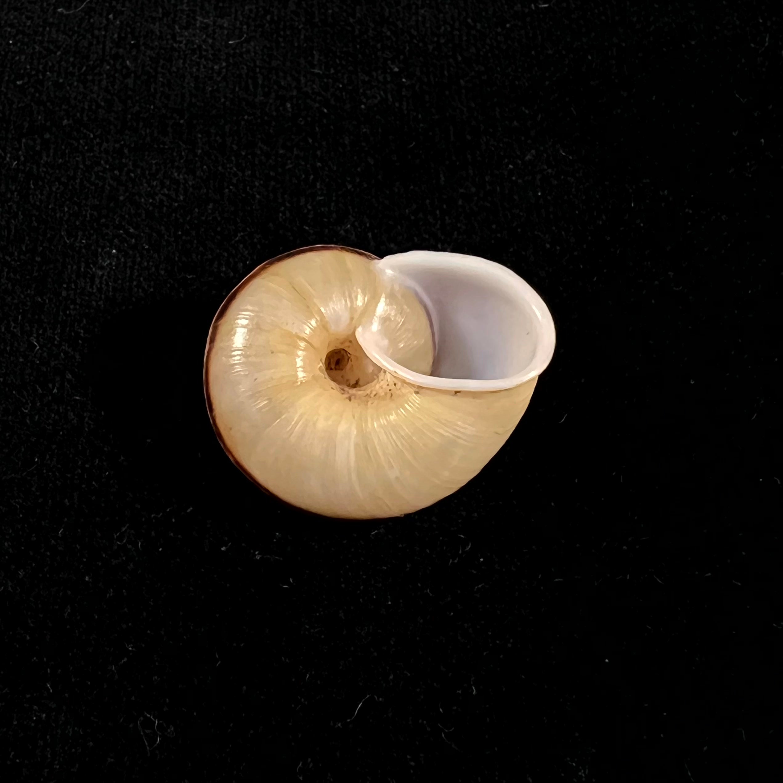 Ampelita madecassina(Férussac,1822)- 27,2毫米
