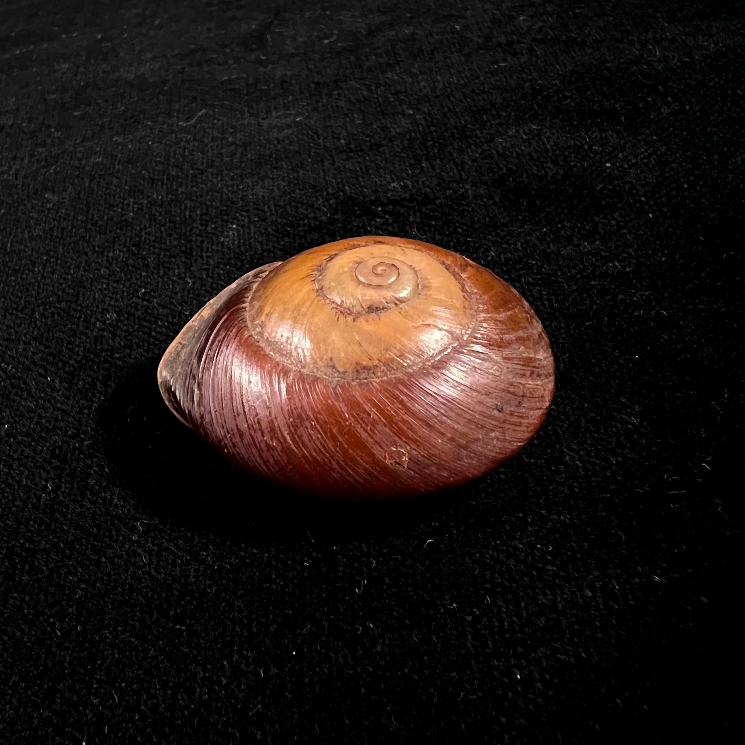 Ampelita xystera (L. Pfeiffer, 1841) - 38,6毫米
