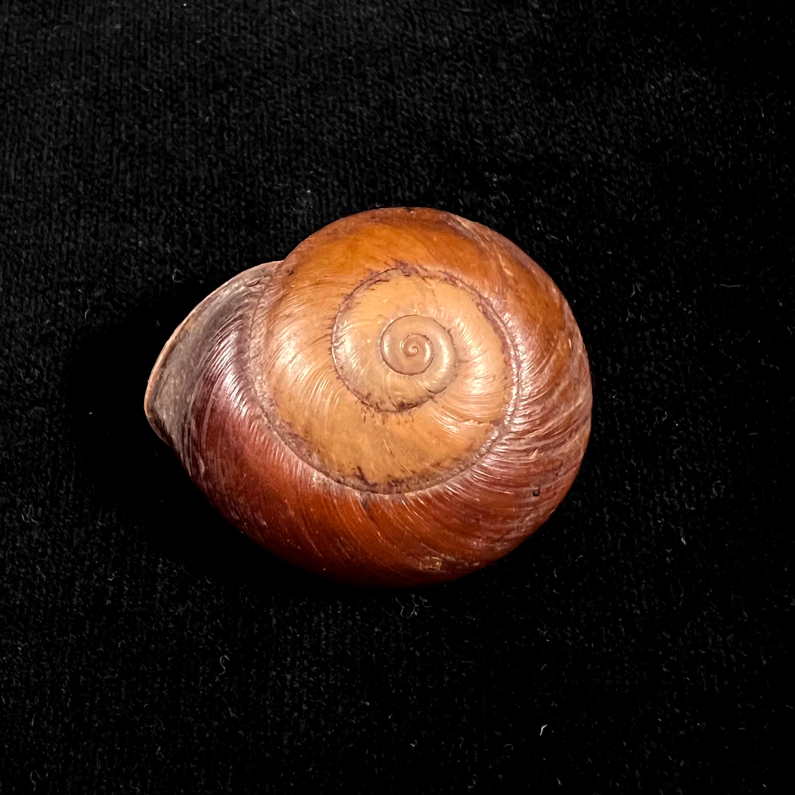 Ampelita xystera (L. Pfeiffer, 1841) - 38,6毫米