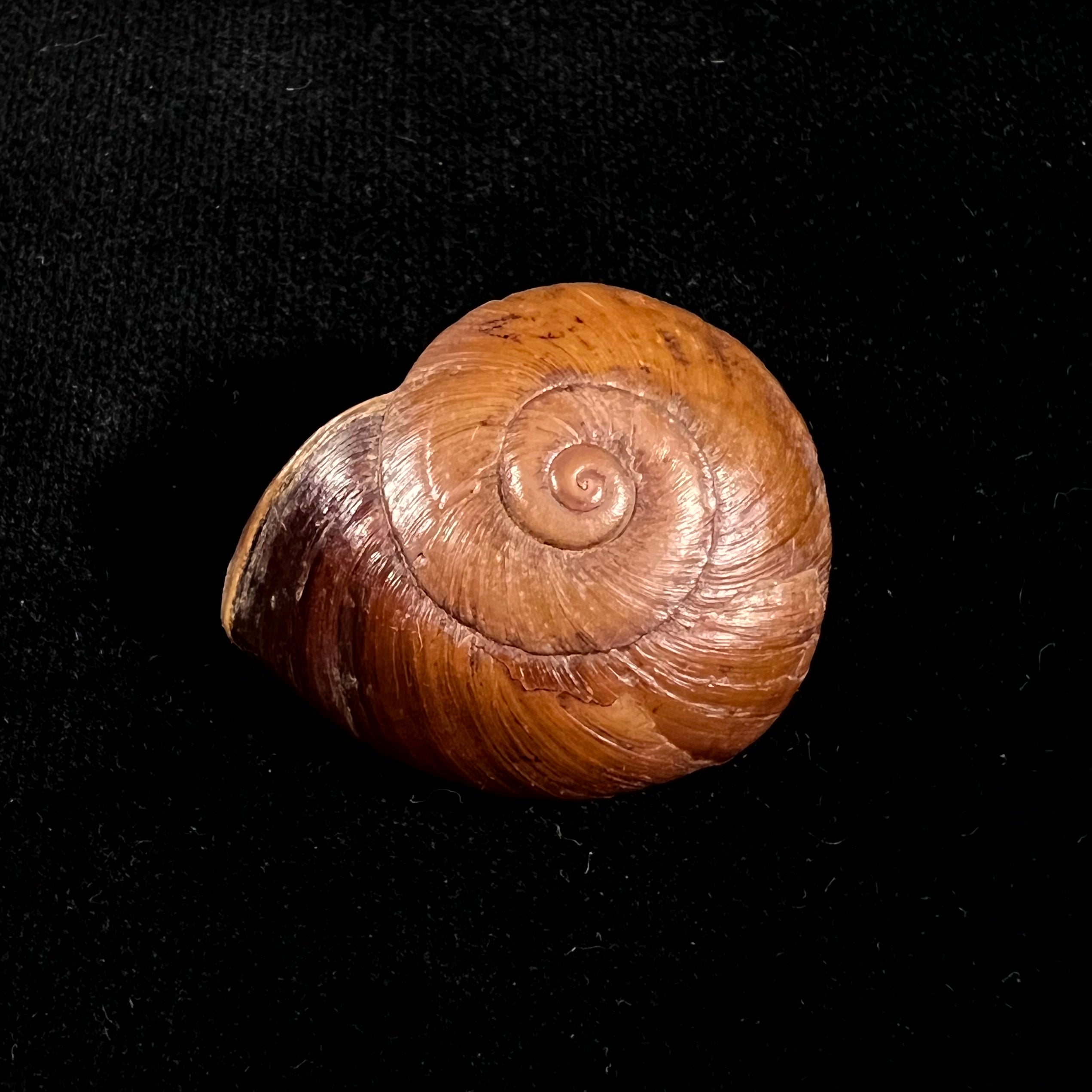 Ampelita xystera (L. Pfeiffer, 1841) - 35,4mm