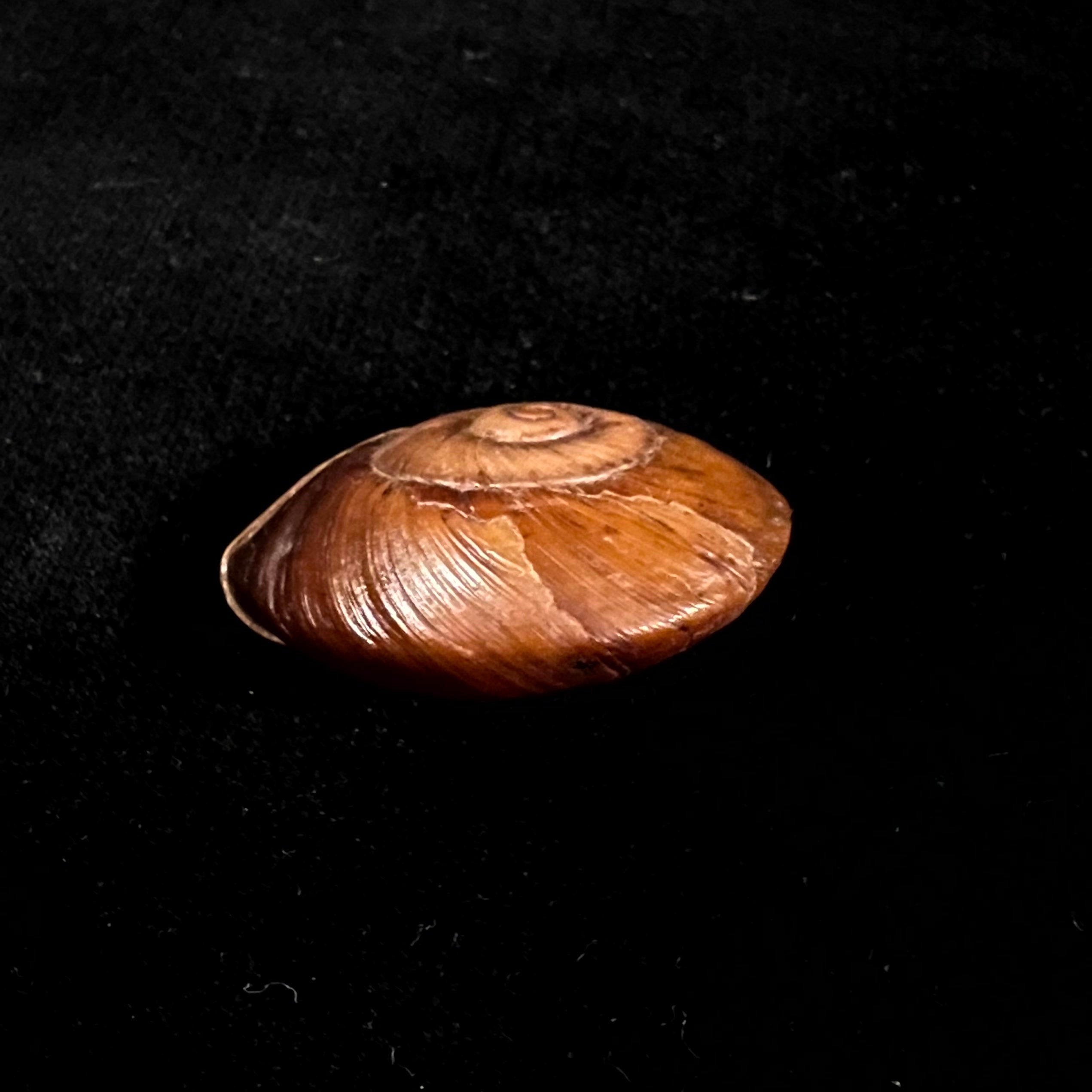 Ampelita xystera (L. Pfeiffer, 1841) - 35,4mm