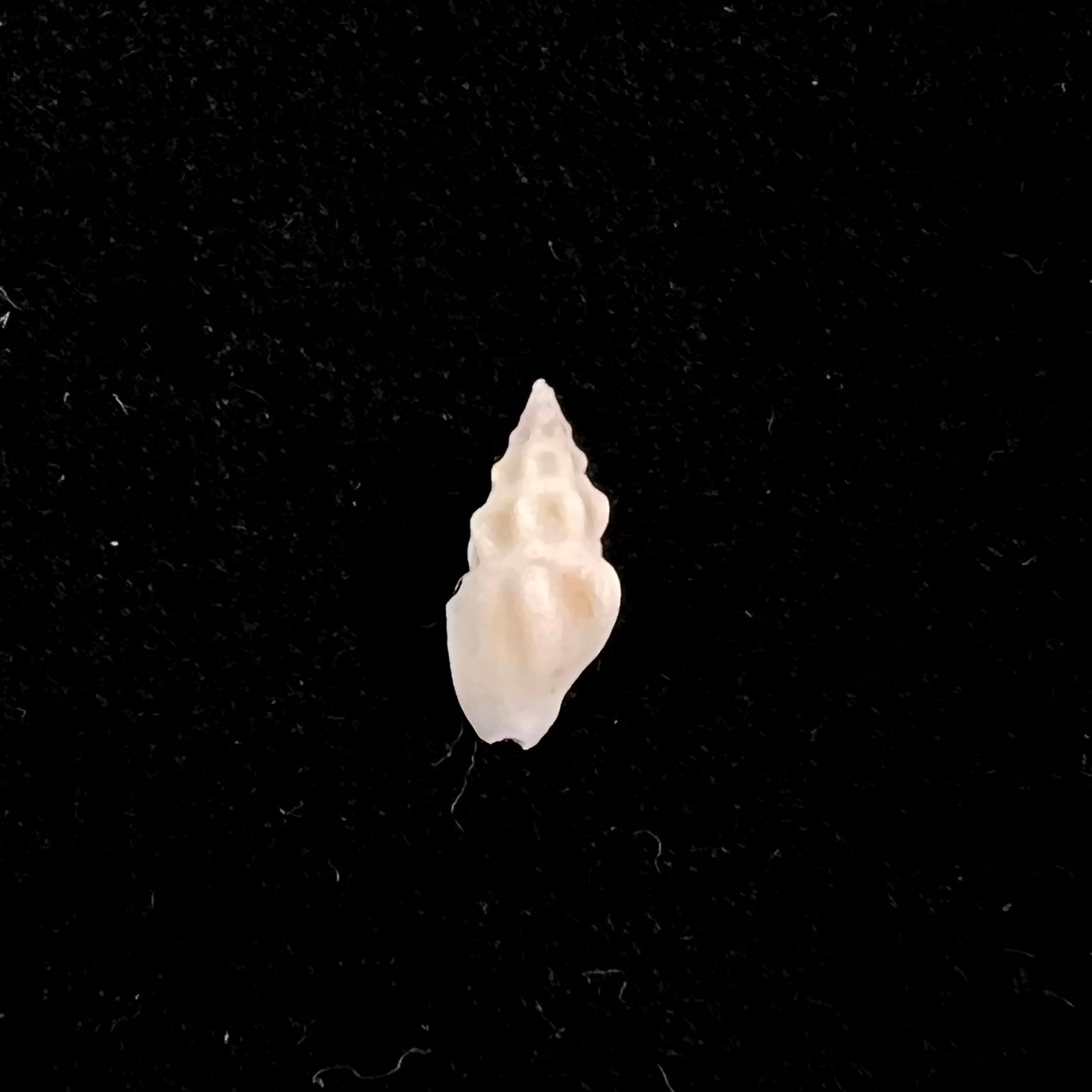 Neodrillia cydia Bartsch, 1943 - 10,9毫米