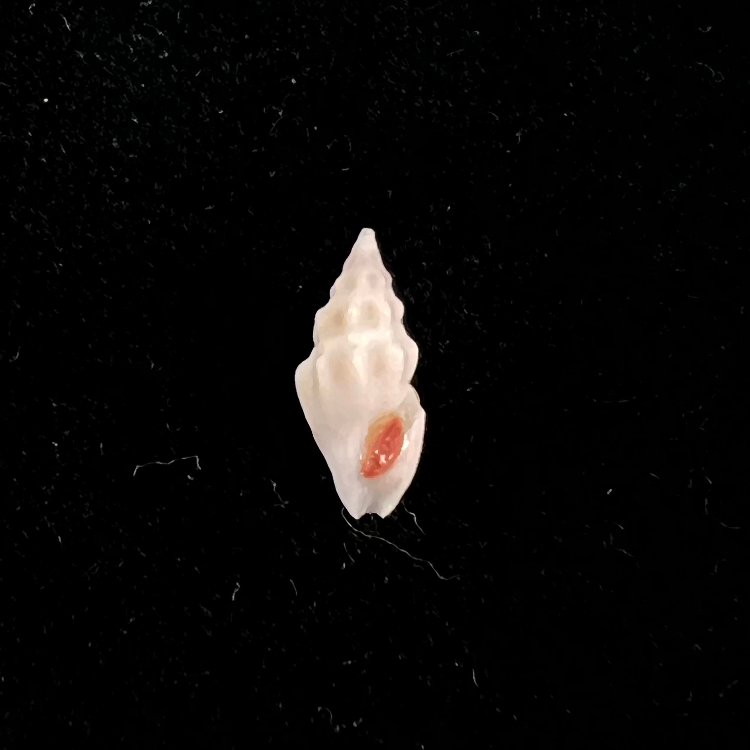 Neodrillia cydia Bartsch, 1943 - 10,9毫米