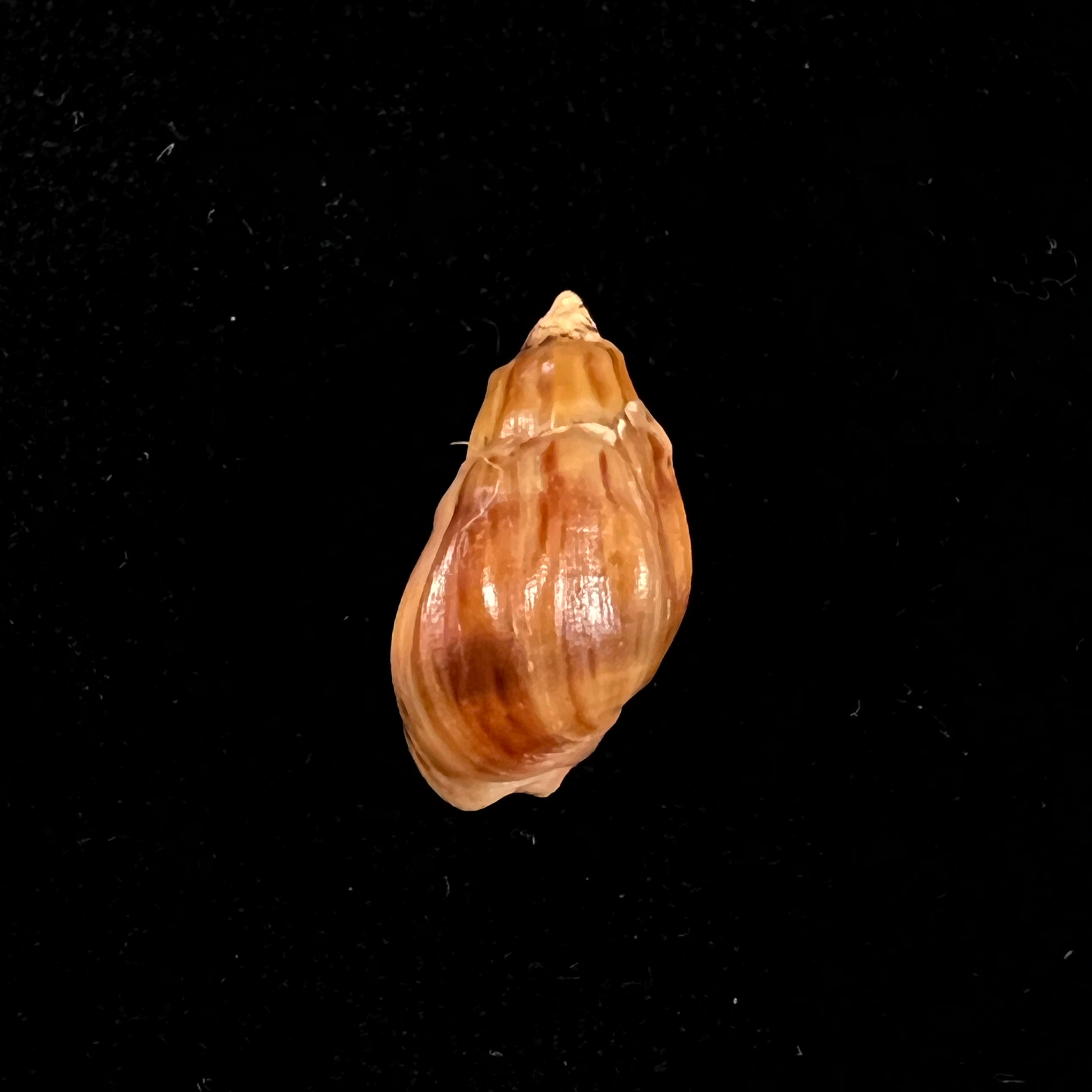 Melanopsis amabilis (Pallary, 1927) - 19,8mm