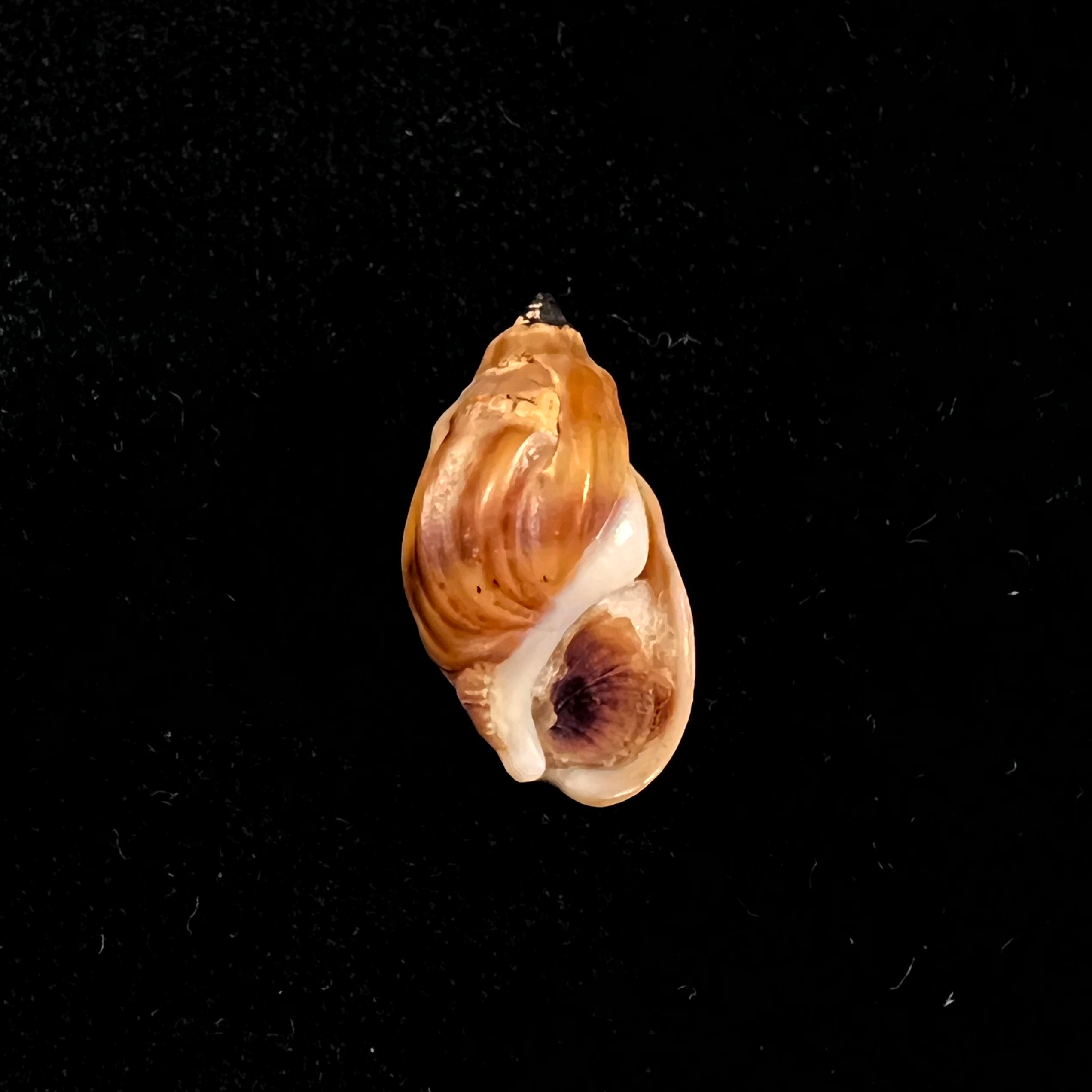 Melanopsis amabilis (Pallary, 1927) - 19,8mm