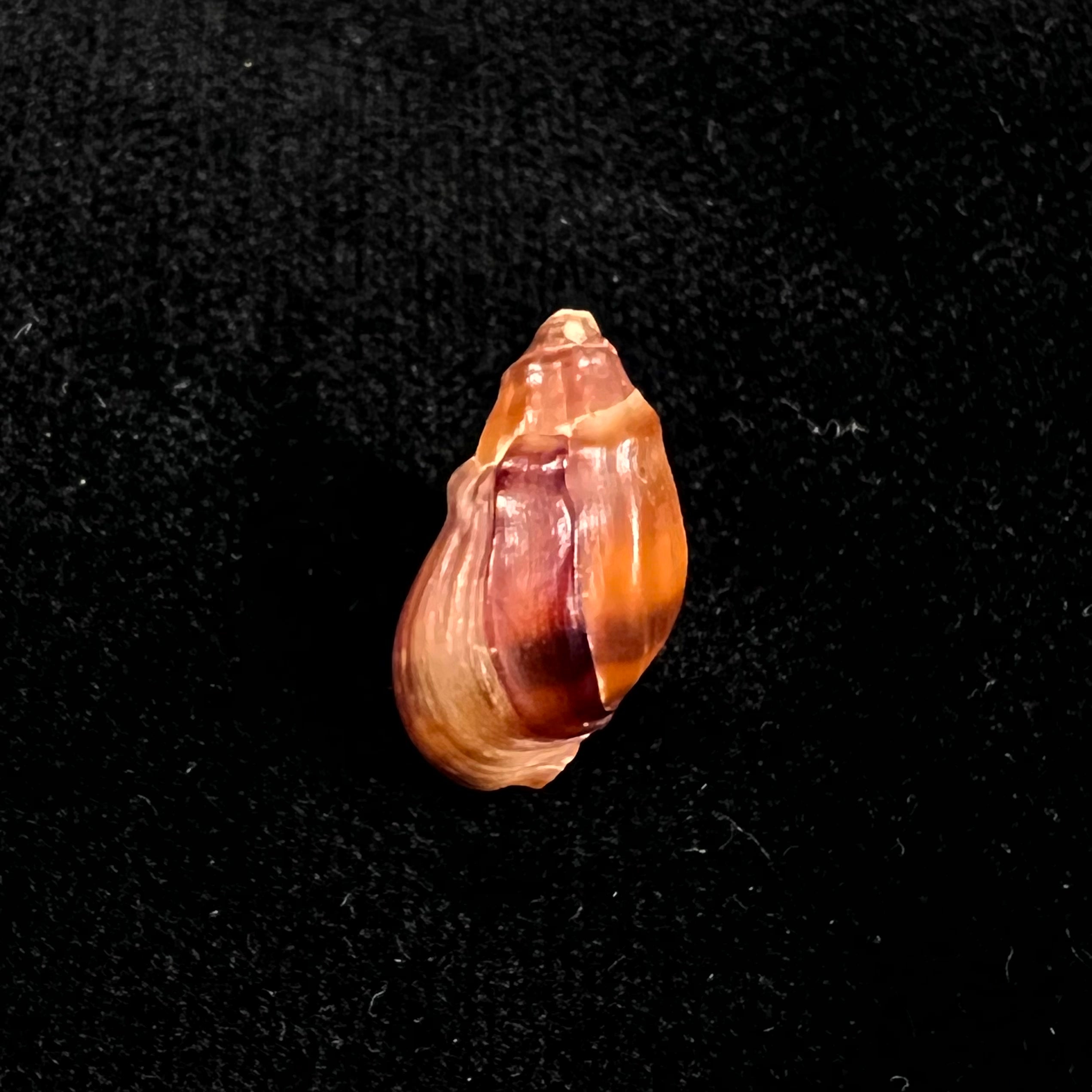 Melanopsis amabilis (Pallary, 1927) - 19,3毫米