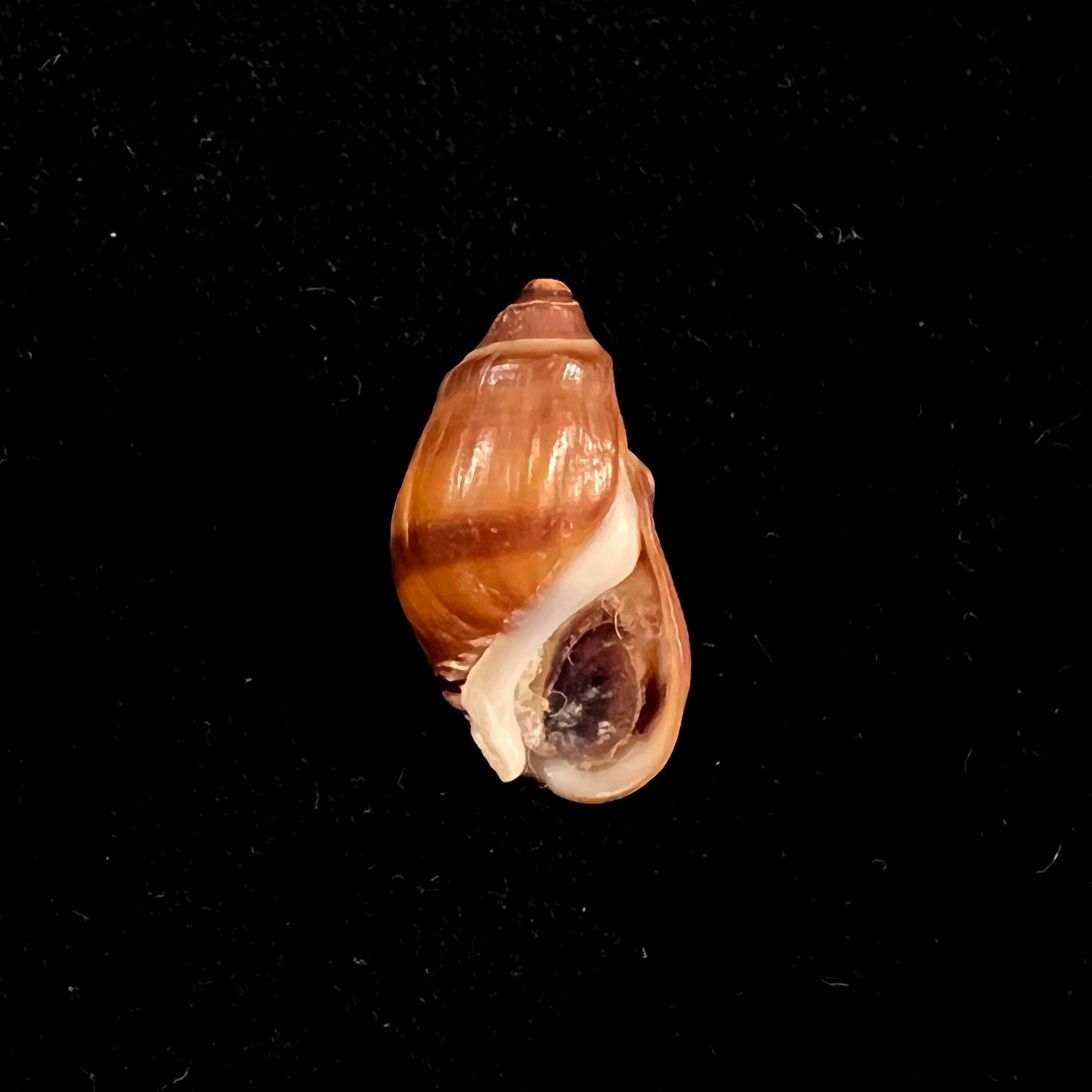 Melanopsis amabilis (Pallary, 1927) - 19,3毫米