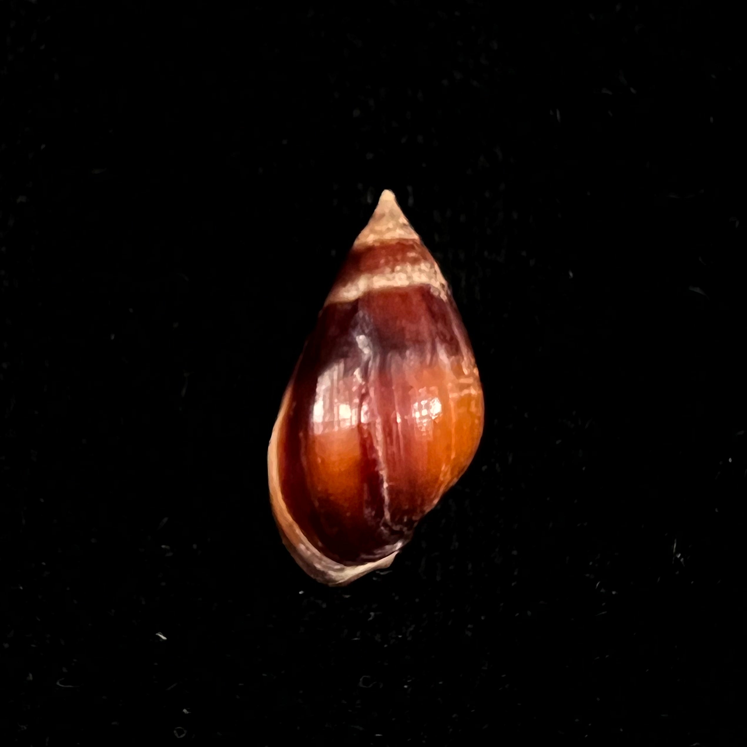 Melanopsis foleyi 帕拉里,1920年 -19,8毫米