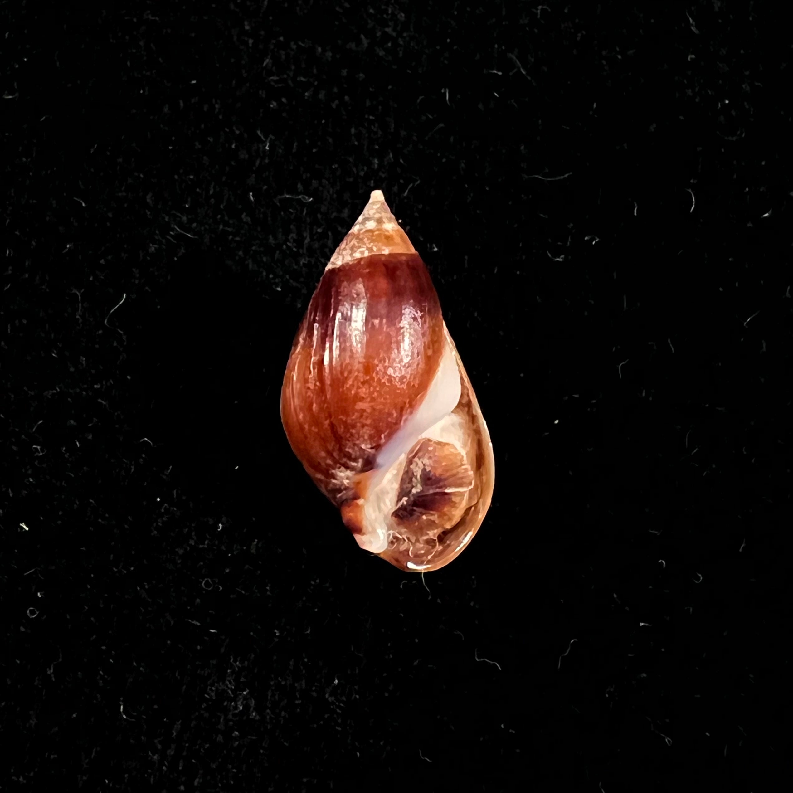 Melanopsis foleyi 帕拉里,1920年 -19,8毫米