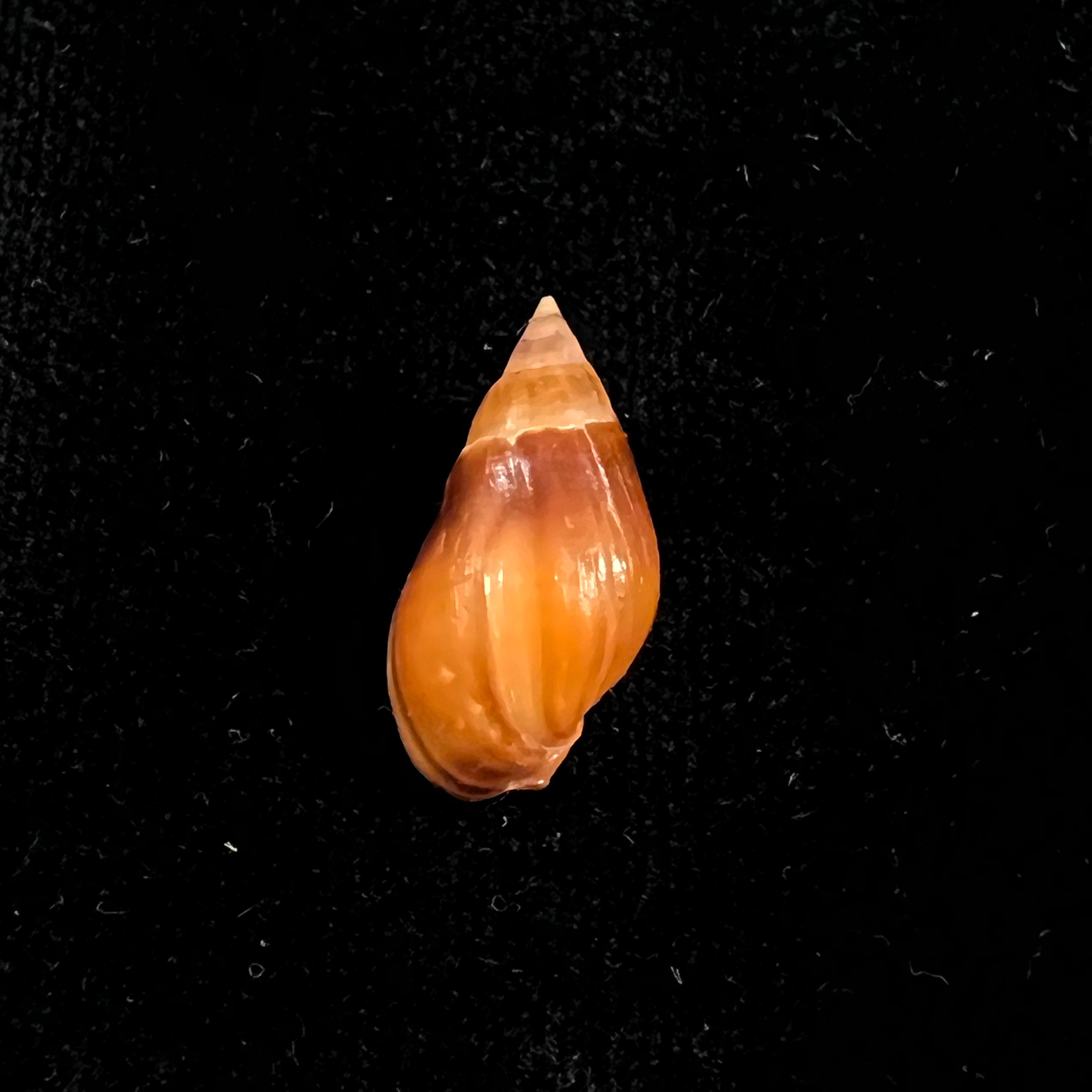 Melanopsis Foleyi Pallary, 1920 -19,4mm