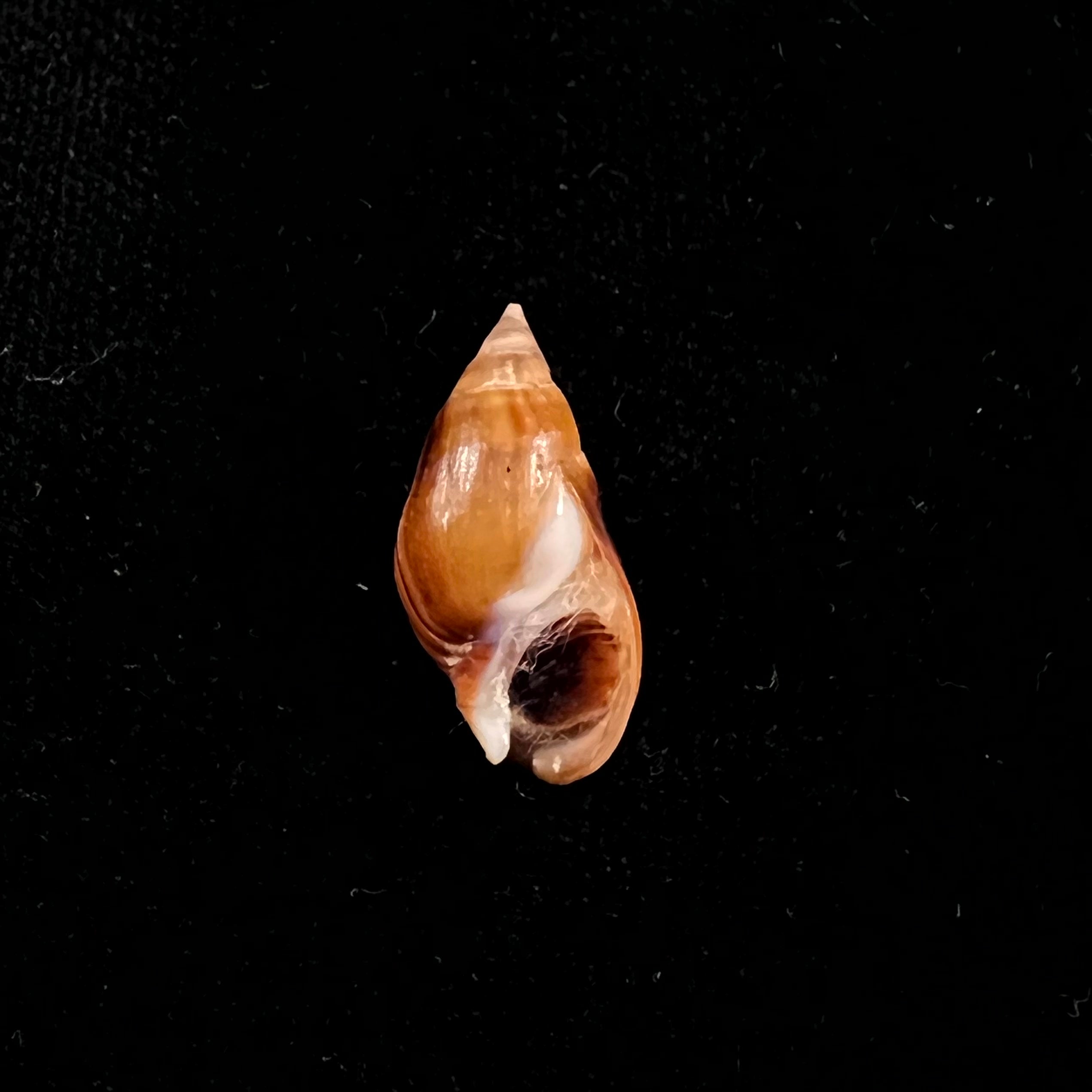 Melanopsis Foleyi Pallary, 1920 -19,4mm