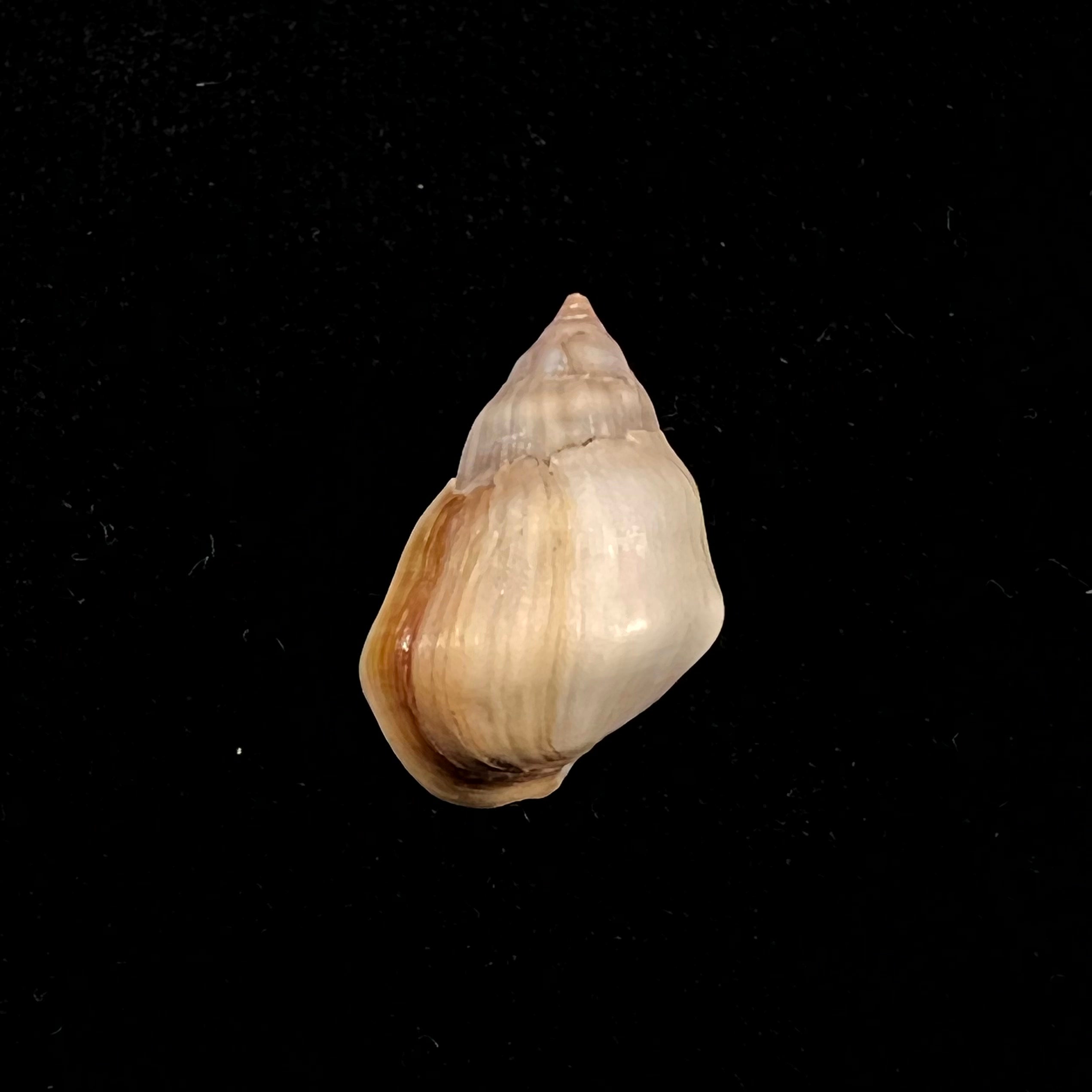 Melanopsis mourebeyensis Pallary, 1901 - 20,6毫米