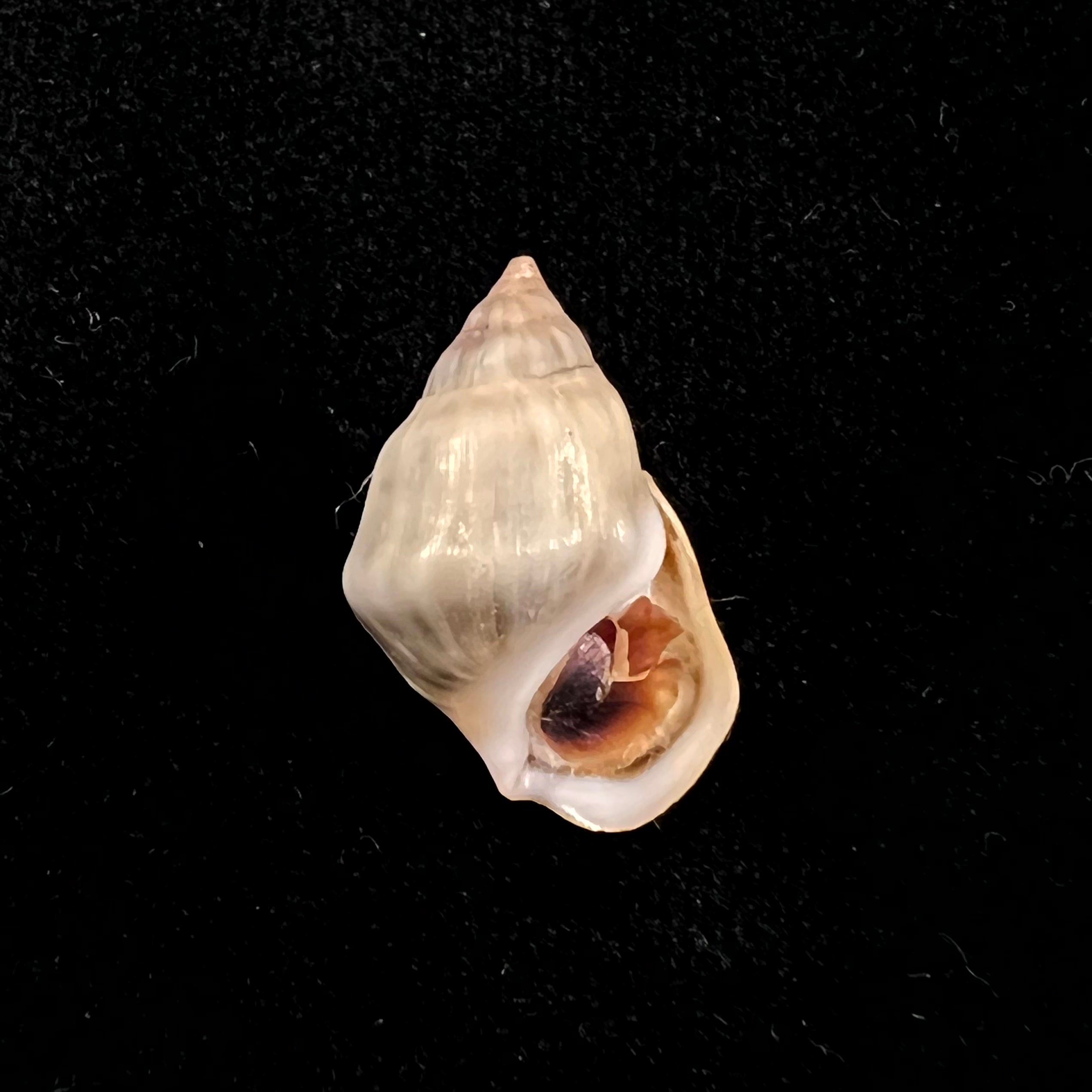 Melanopsis mourebeyensis Pallary, 1901 - 20,6毫米