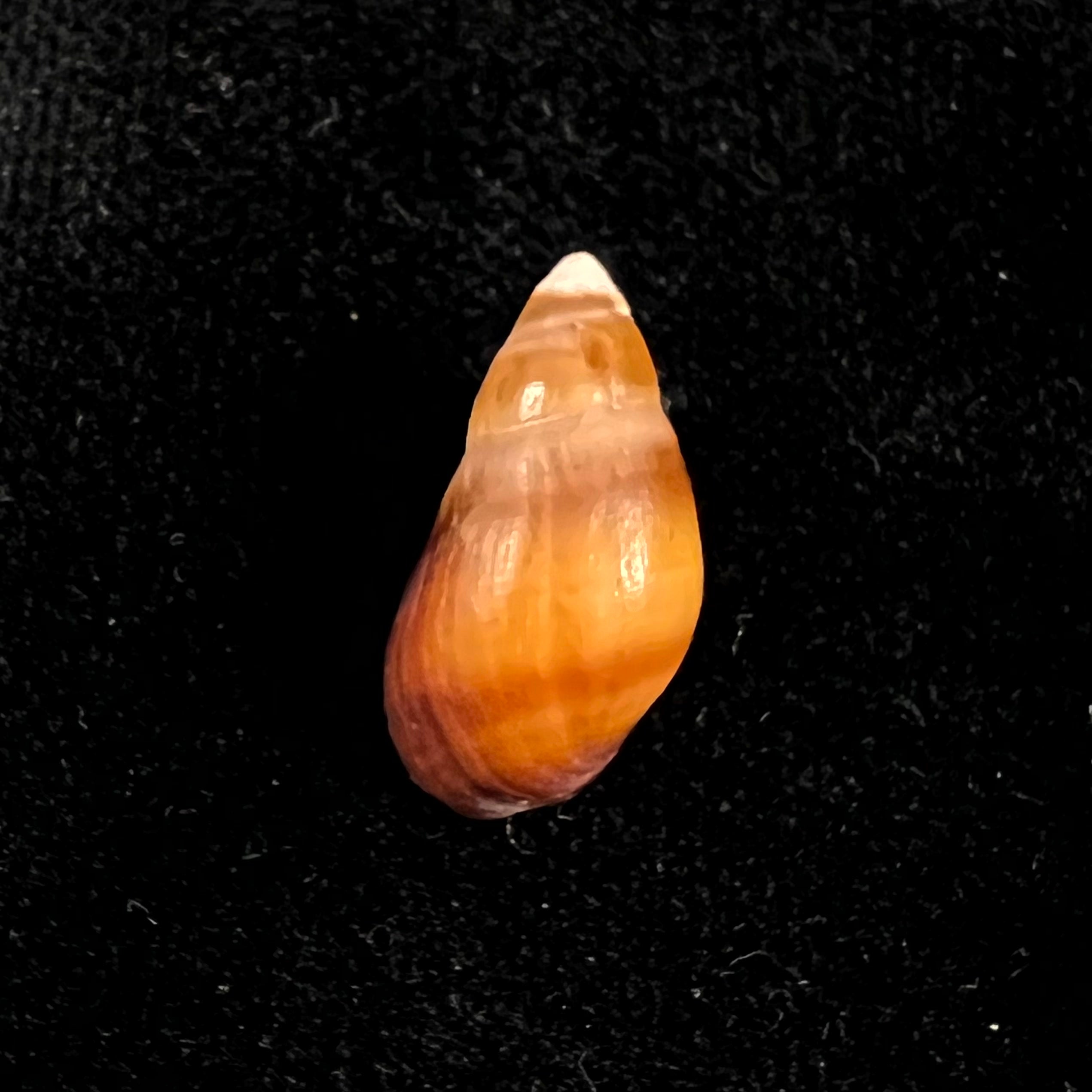 Melanopsis attenuata (Pallary, 1920) - 19,8mm