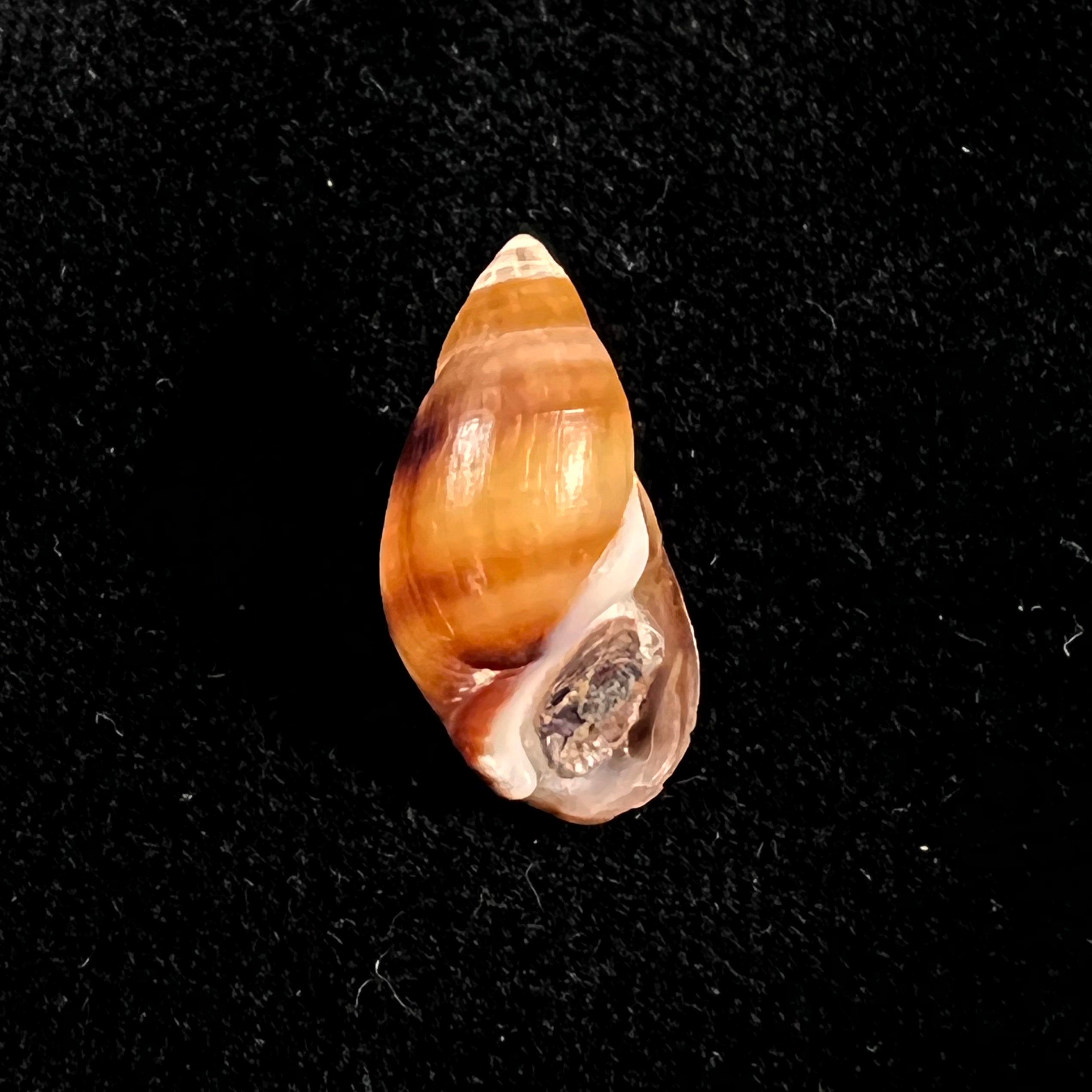 Melanopsis attenuata (Pallary, 1920) - 19,8mm