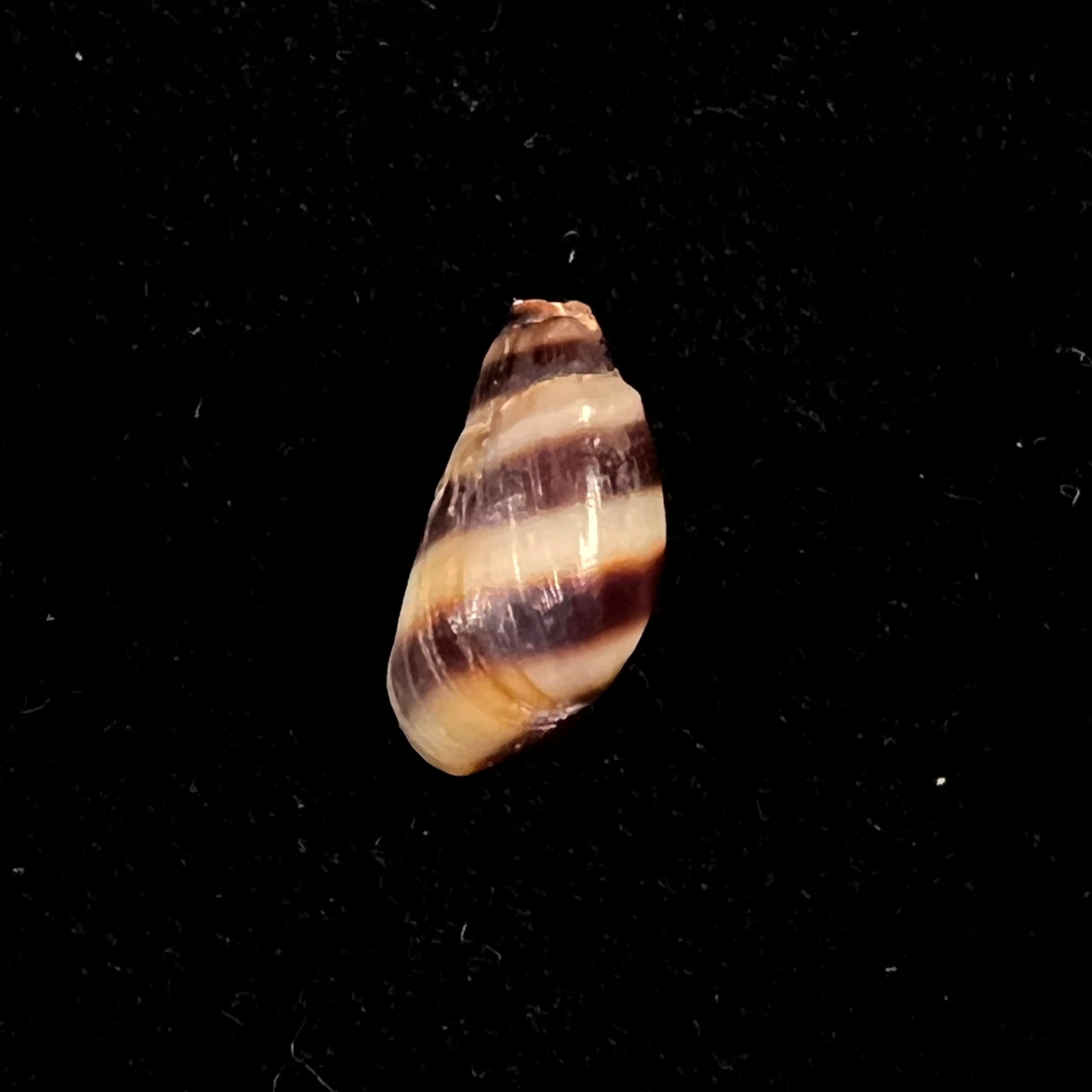 Melanopsis torquilla Pallary, 1920 - 13,3mm