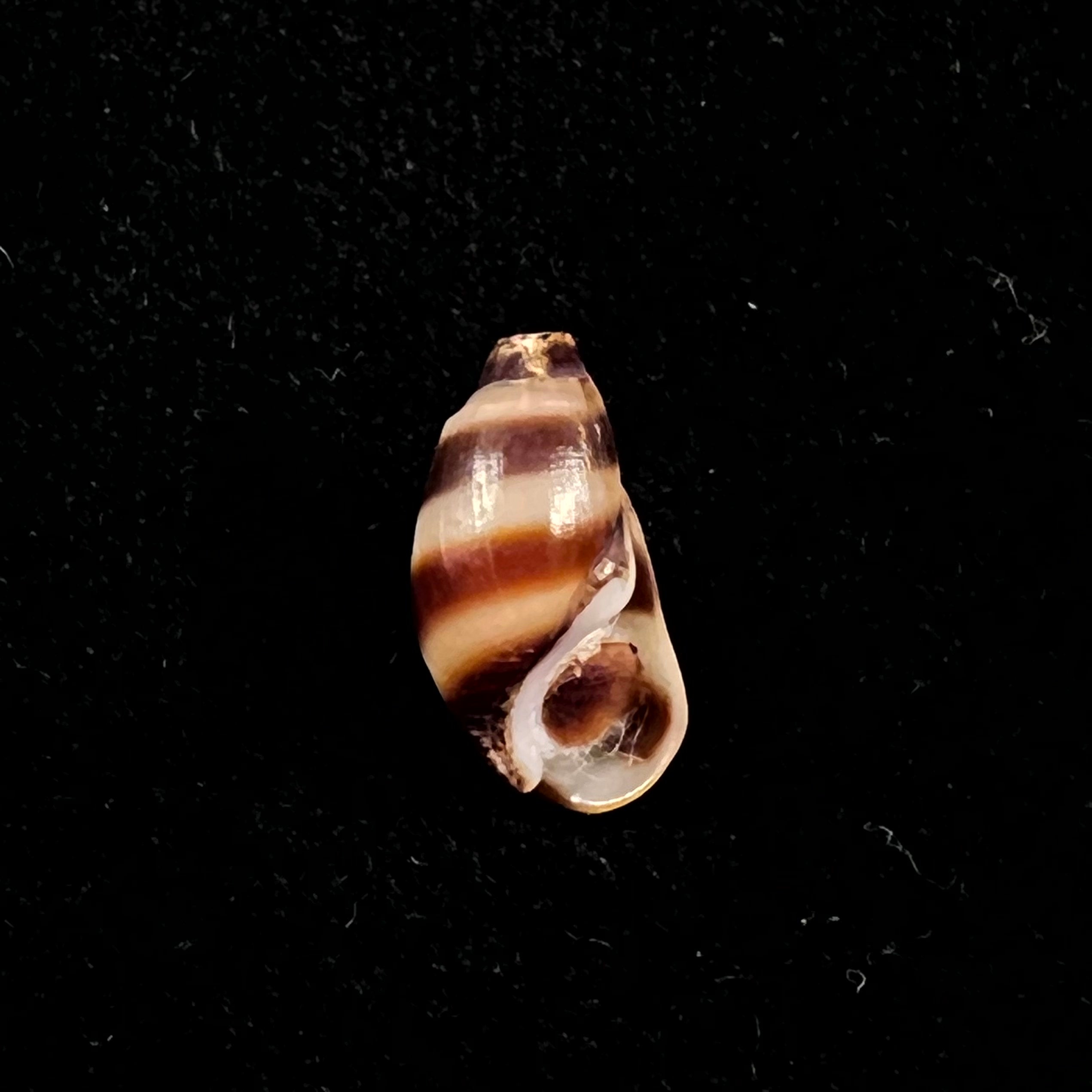 Melanopsis torquilla Pallary, 1920 - 13,3mm