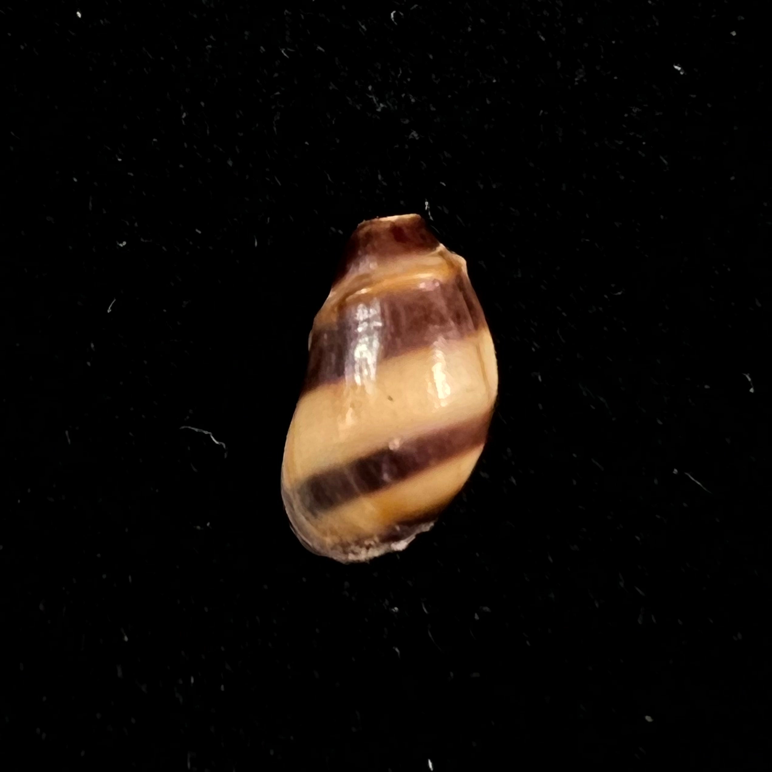 Melanopsis torquilla Pallary, 1920 - 12,1mm