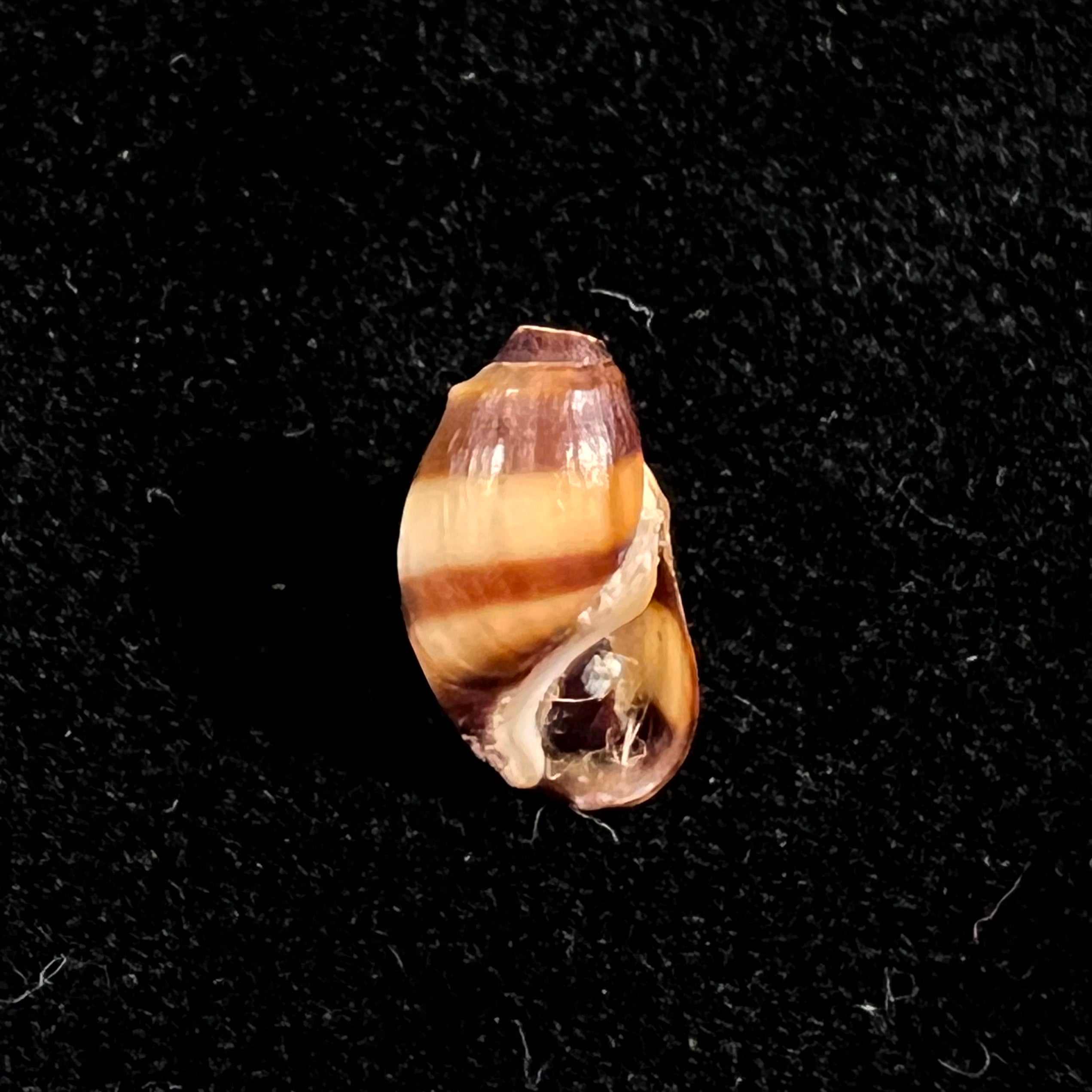 Melanopsis torquilla Pallary, 1920 - 12,1mm