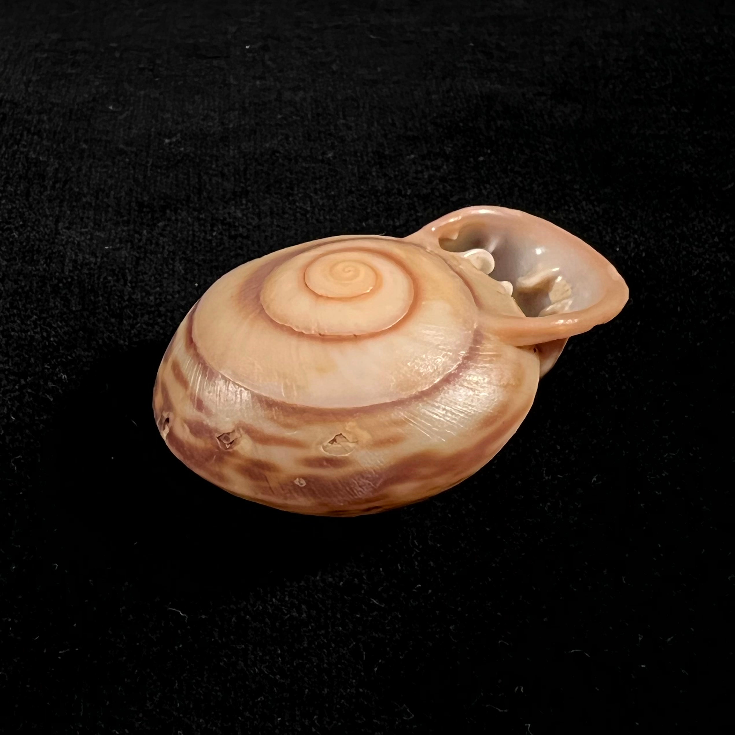 Anostoma octodentatus verreauxianum Hupe, 1857 - 45,3mm