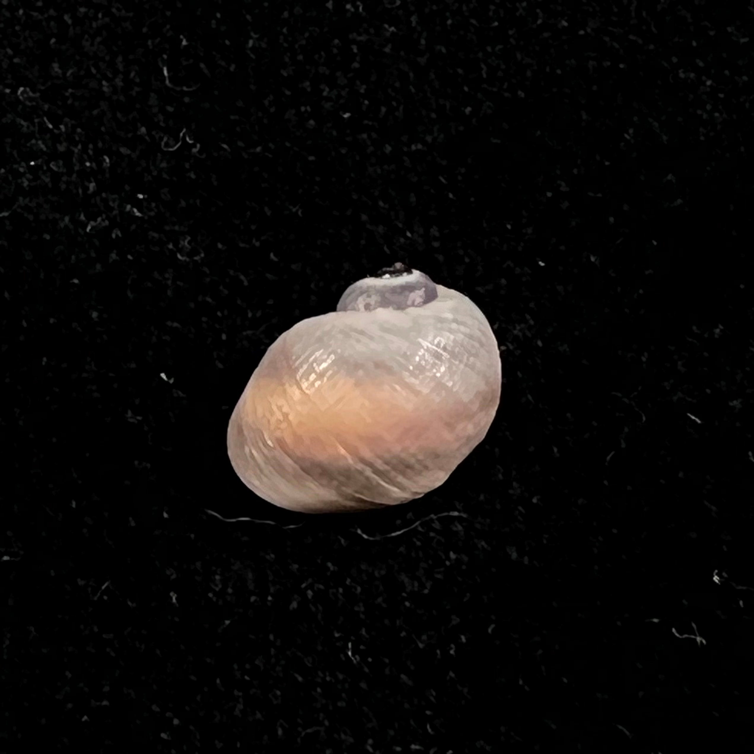 Spekia zonata (伍德沃德, 1859) - 10,6mm
