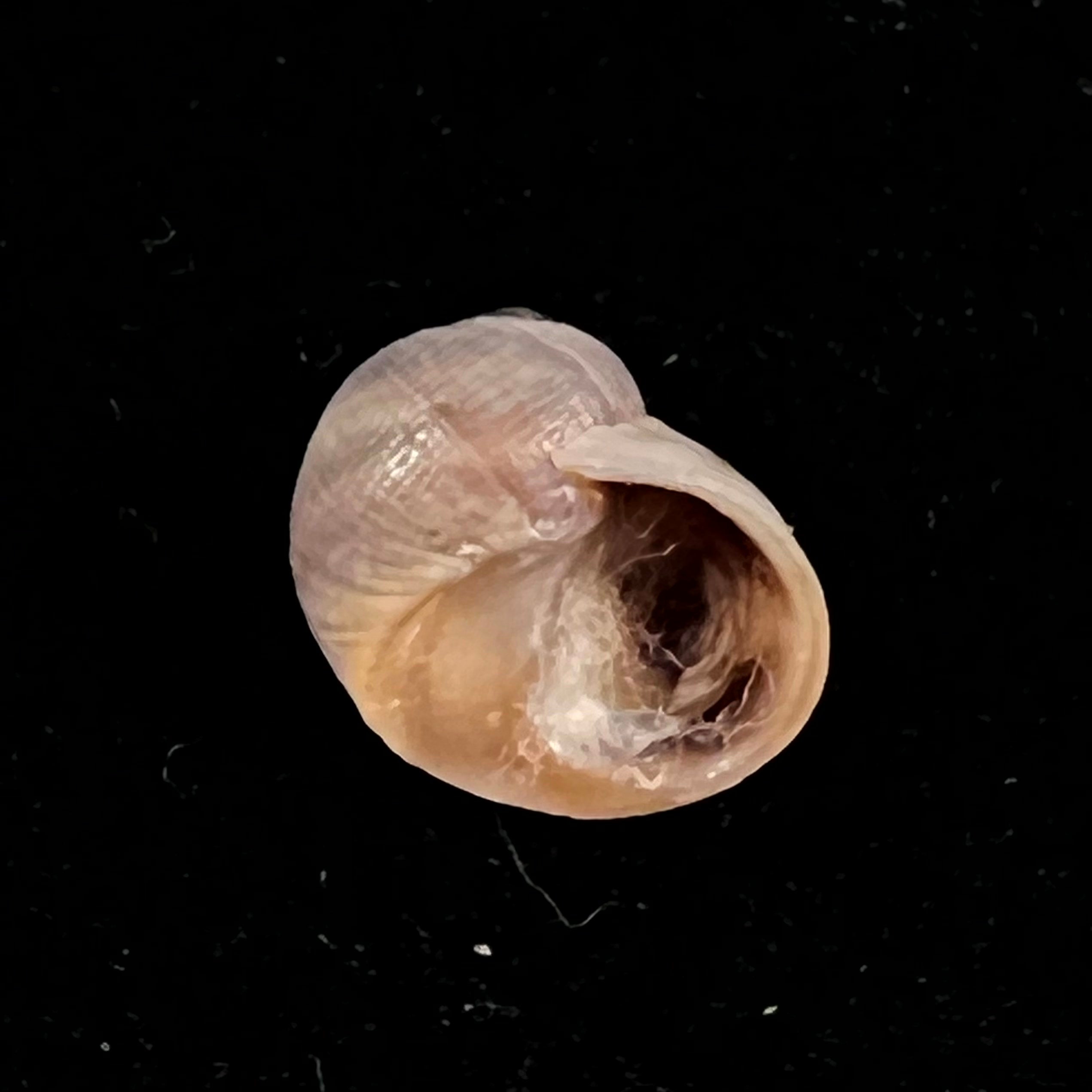 Spekia zonata (伍德沃德, 1859) - 10,6mm