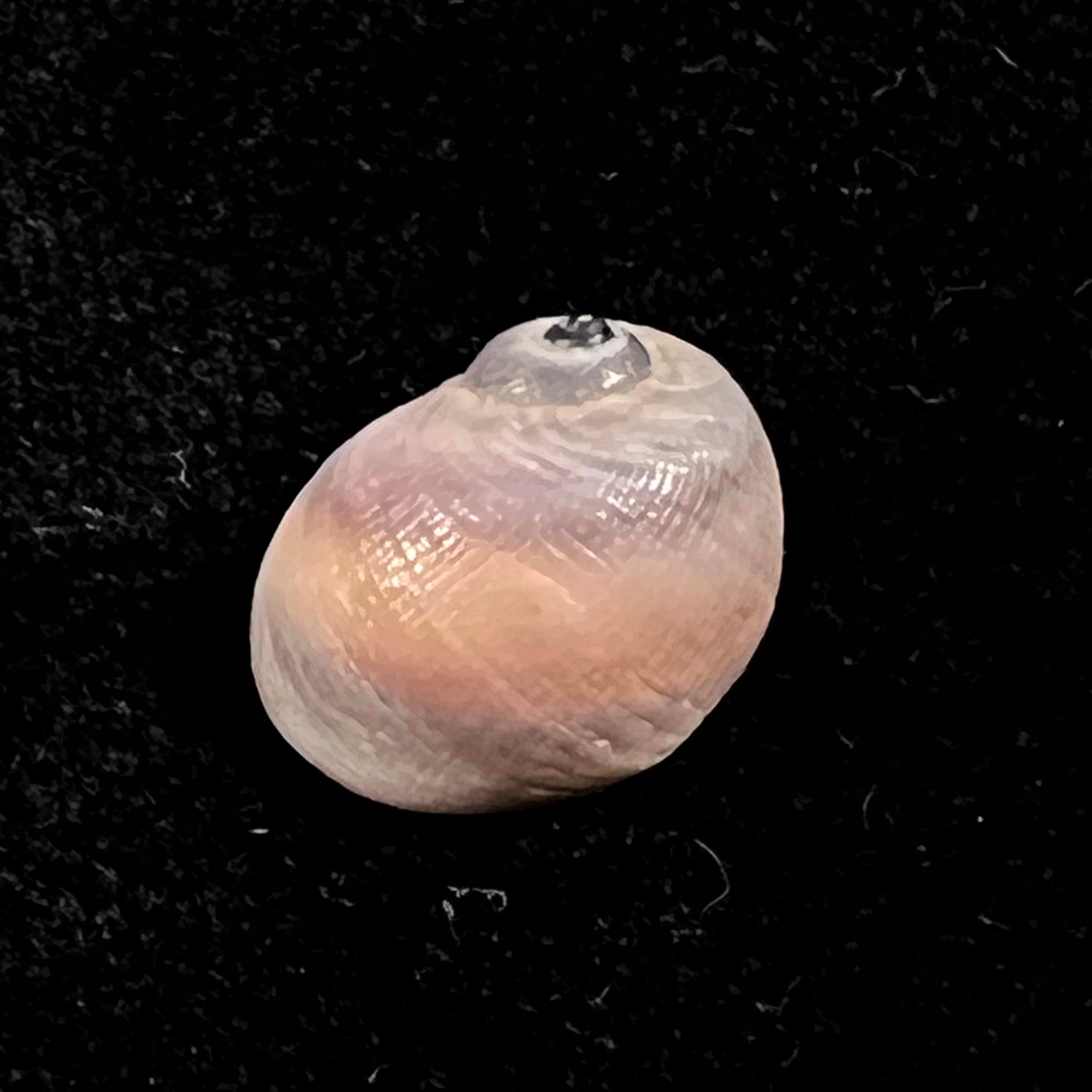 Spekia zonata (伍德沃德, 1859) - 11,9mm